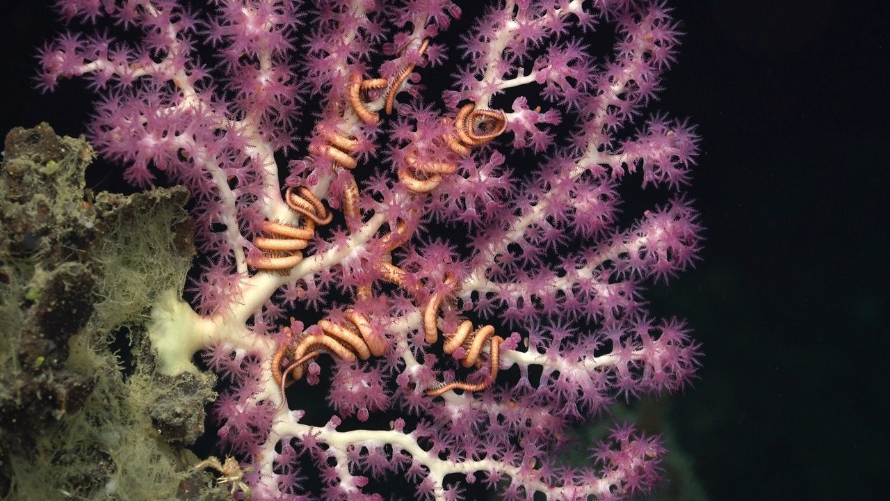 Symbiotic brittle stars cling to a deep-sea coral