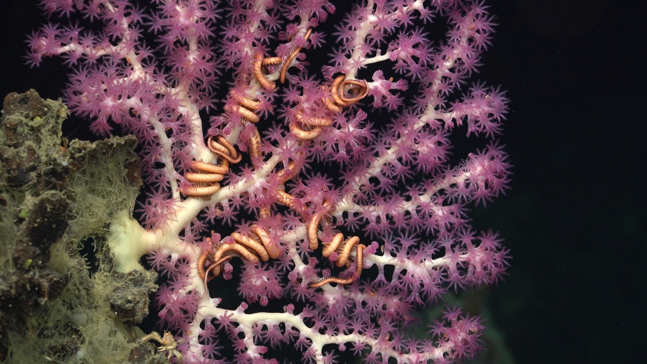 Symbiotic brittle stars cling to a deep-sea coral