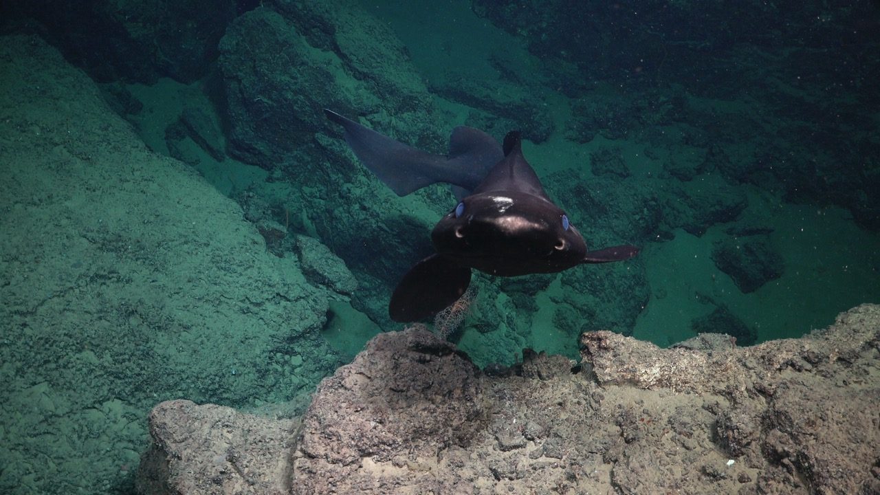 False catshark