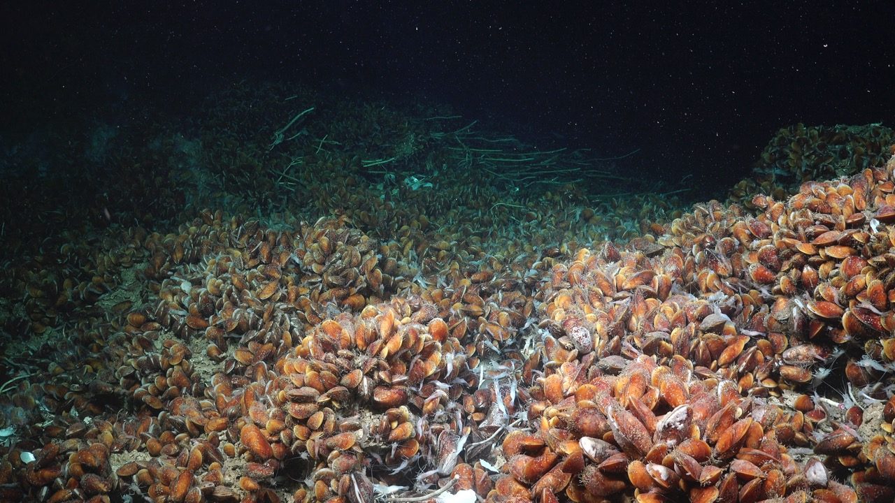 Deep-sea marine life gathers near a cold seep