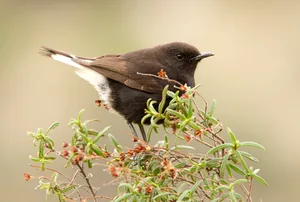 A black wheatear. strongest bird in the world © Jesús Giraldo/500px/Getty A black wheatear, the strongest bird in the wprld
