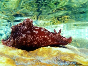 Underwater shot on large sea hare in Mediterranean sea (Aplysia punctata) Underwater shot on large sea hare in Mediterranean sea (Aplysia punctata)