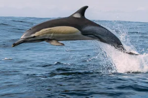 common dolphin breaching 2 - GettyImages-938242756 Common dolphin caught in midair while breaching