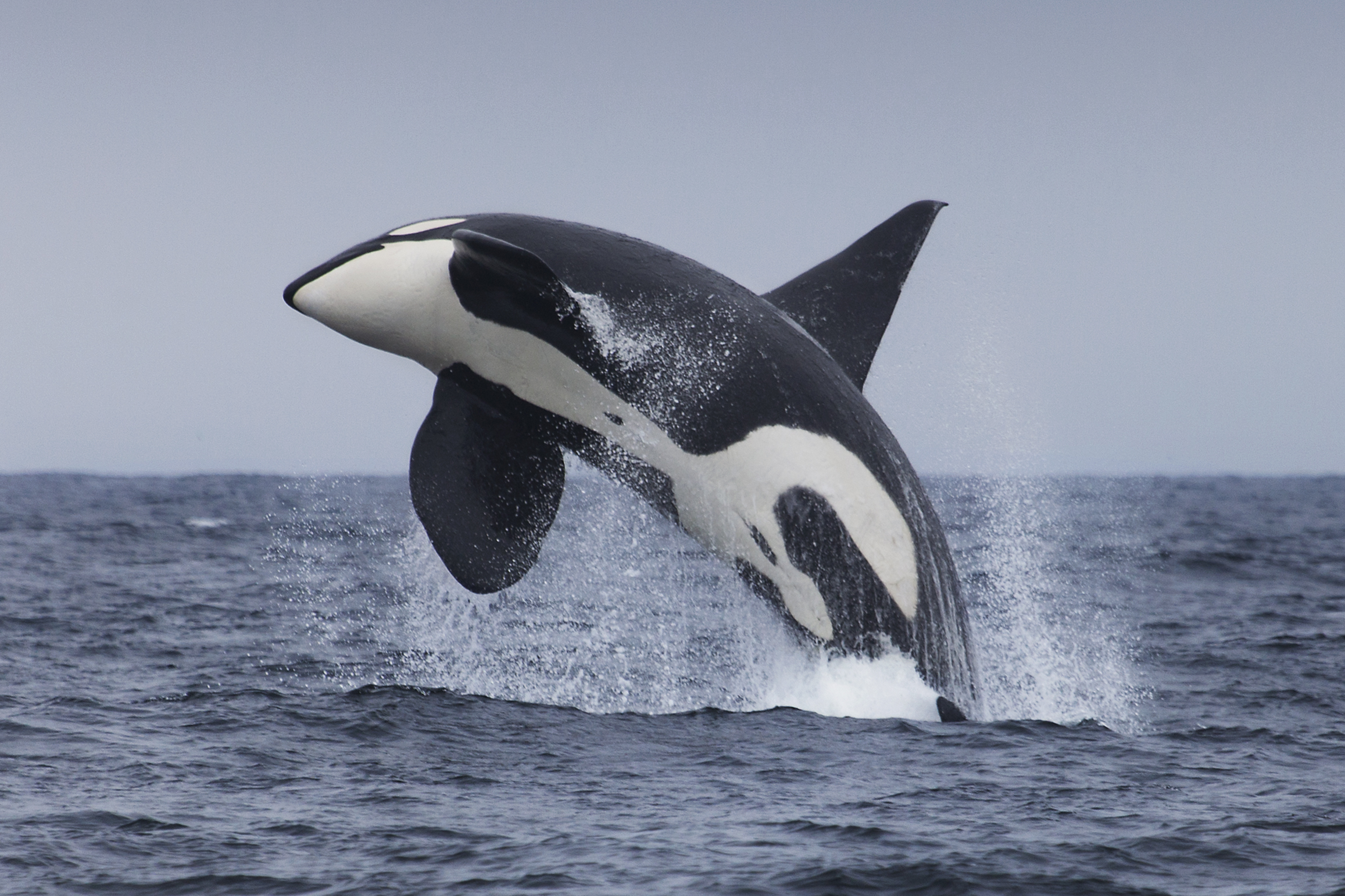 Breaching orca