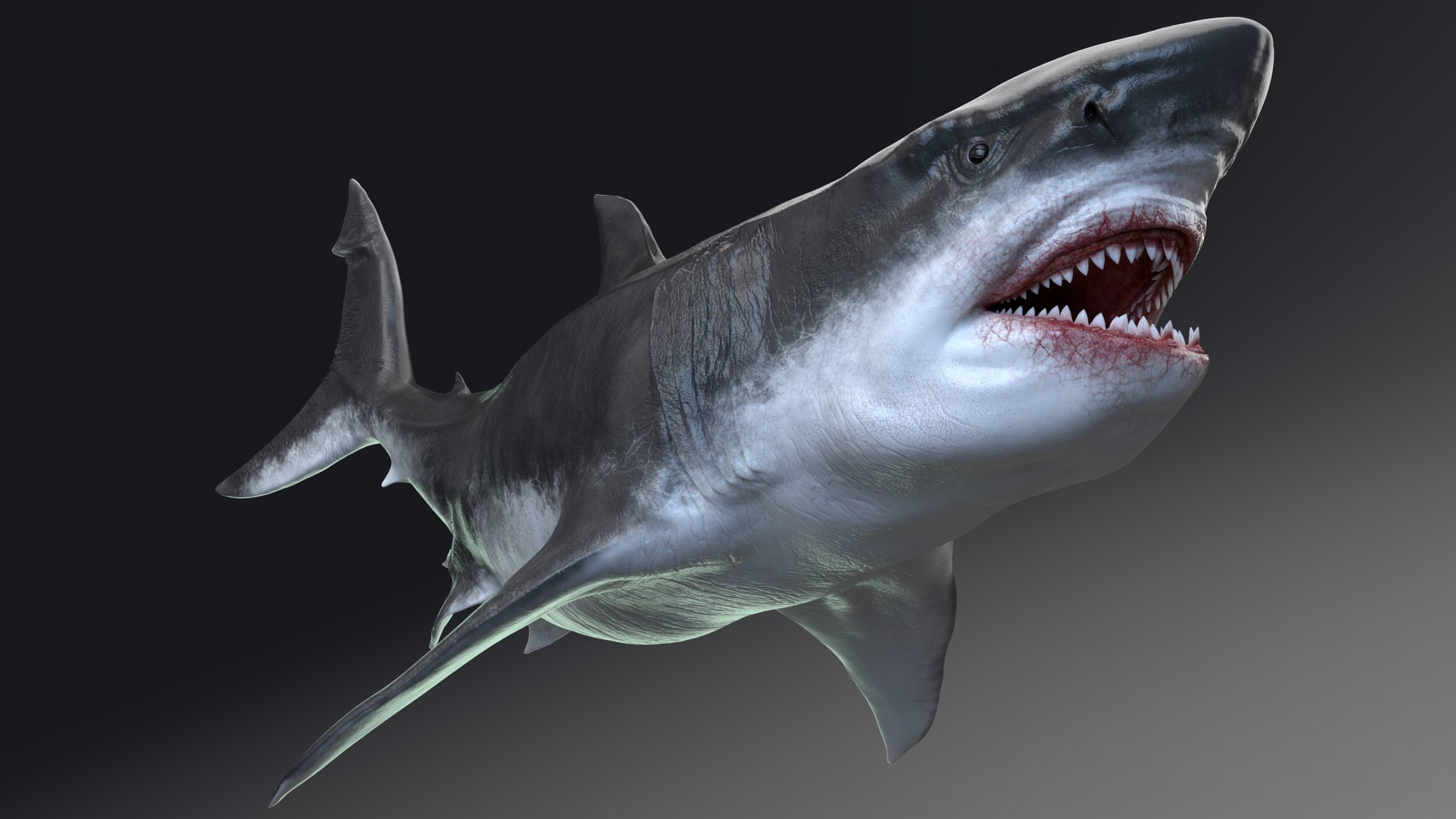 3d rendering of megalodon