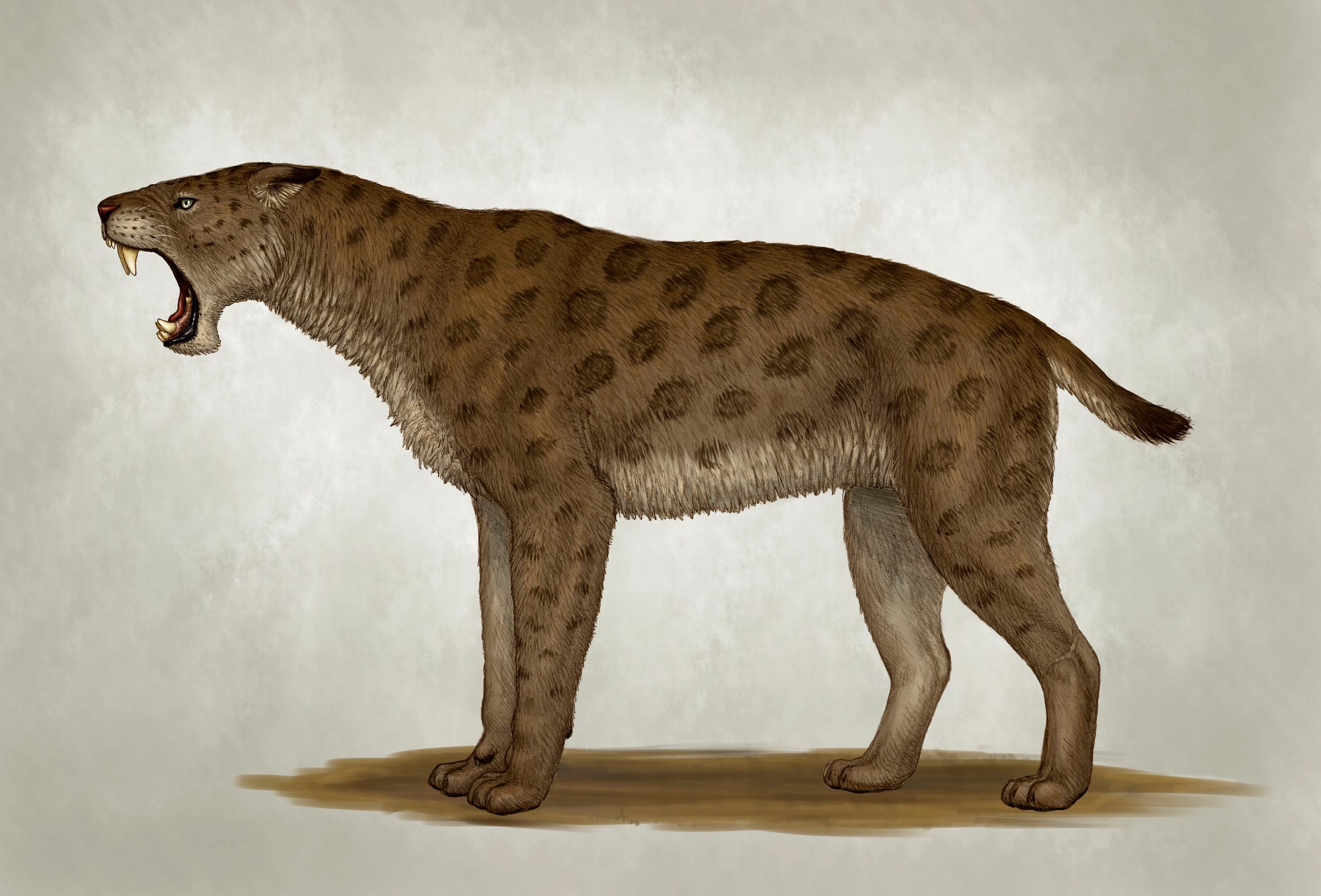 Homotherium latidens, a big sabertooth cat 