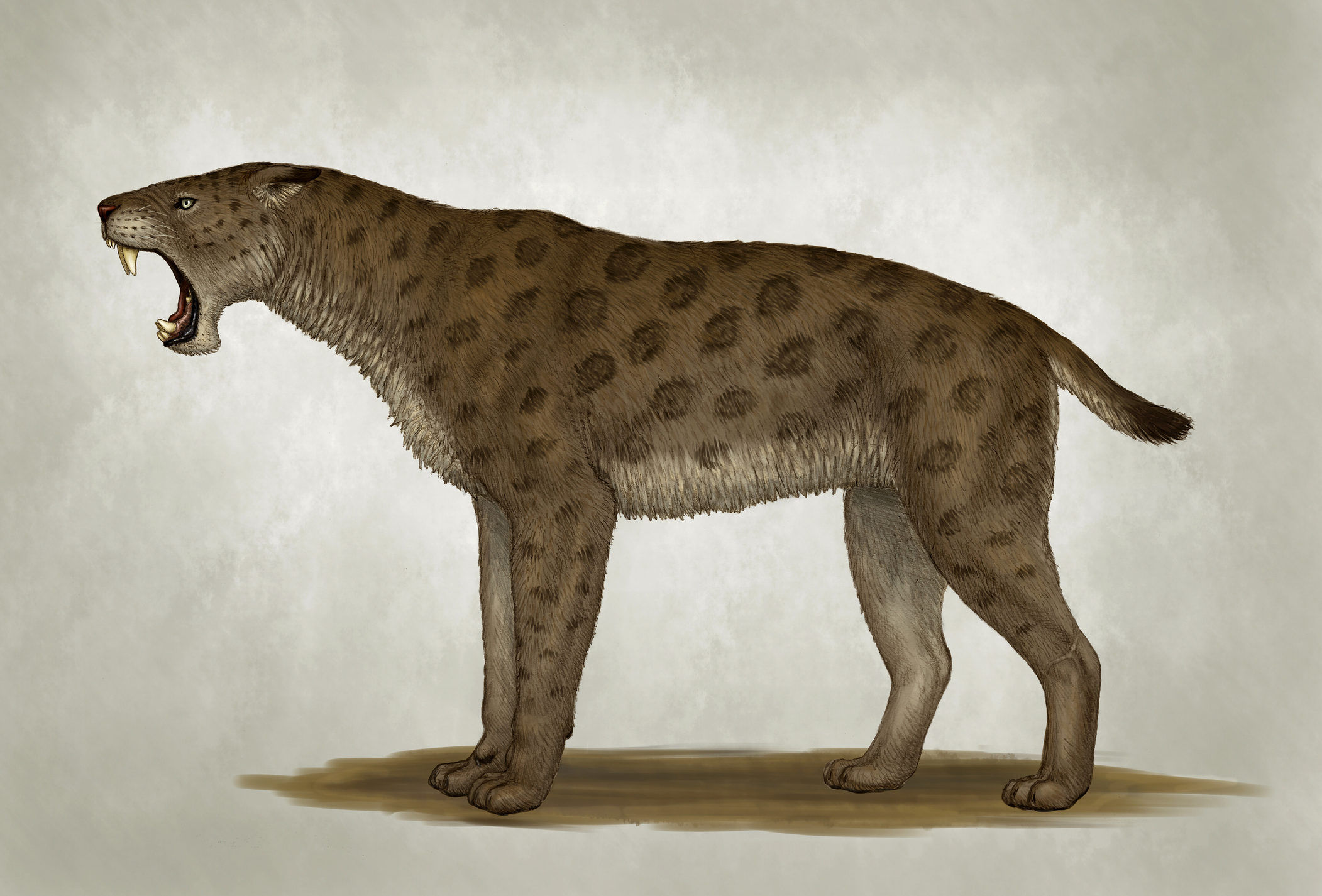 Homotherium latidens, a big sabertooth cat