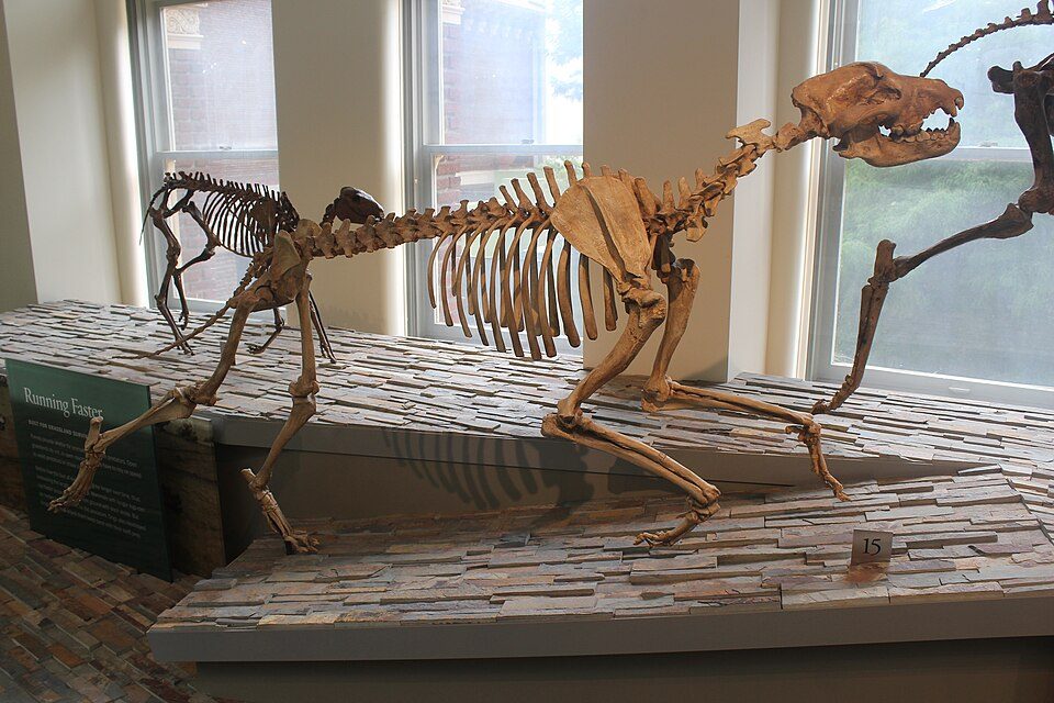 Skeletal mount of Epicyon haydeni 