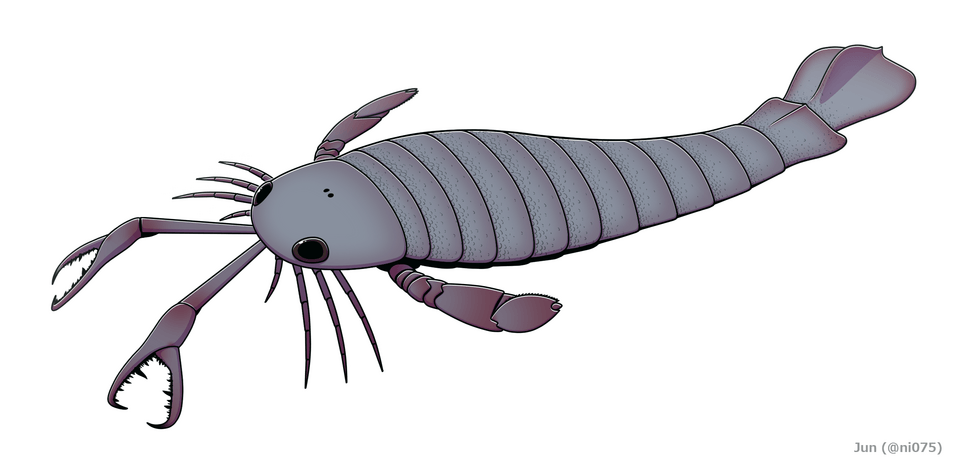 Restoration of J. rhenaniae
