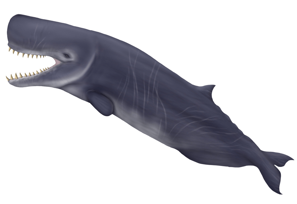 Life reconstruction of giant predatory whale Livyatan melvillei.