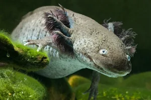 A close-up of an axolotl A close-up of an axolotl