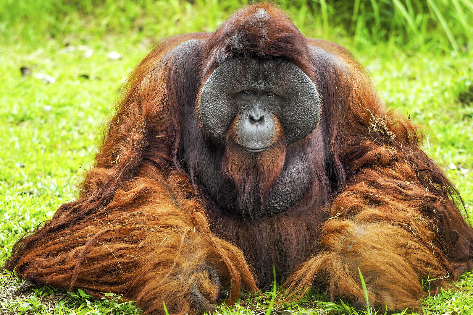 Male Bornean orangutan