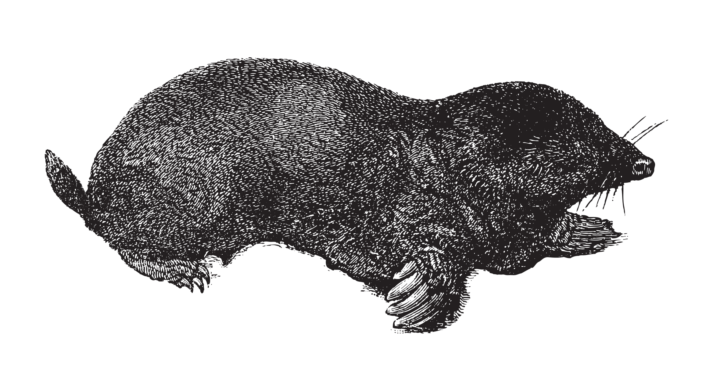 European mole (Talpa europaea), vintage engraved illustration.
