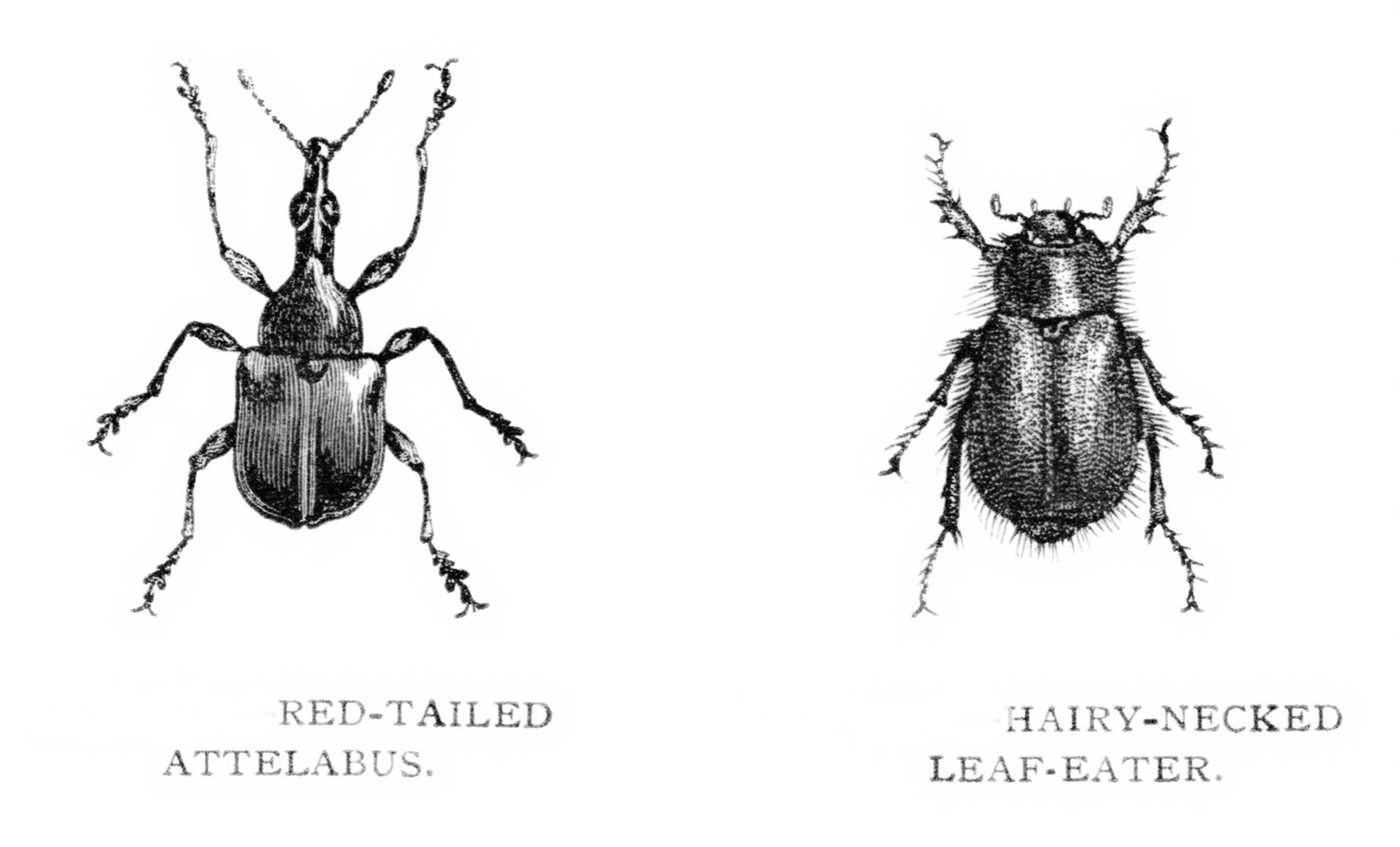 Pales weevil or beetle, engraving published in 1879.