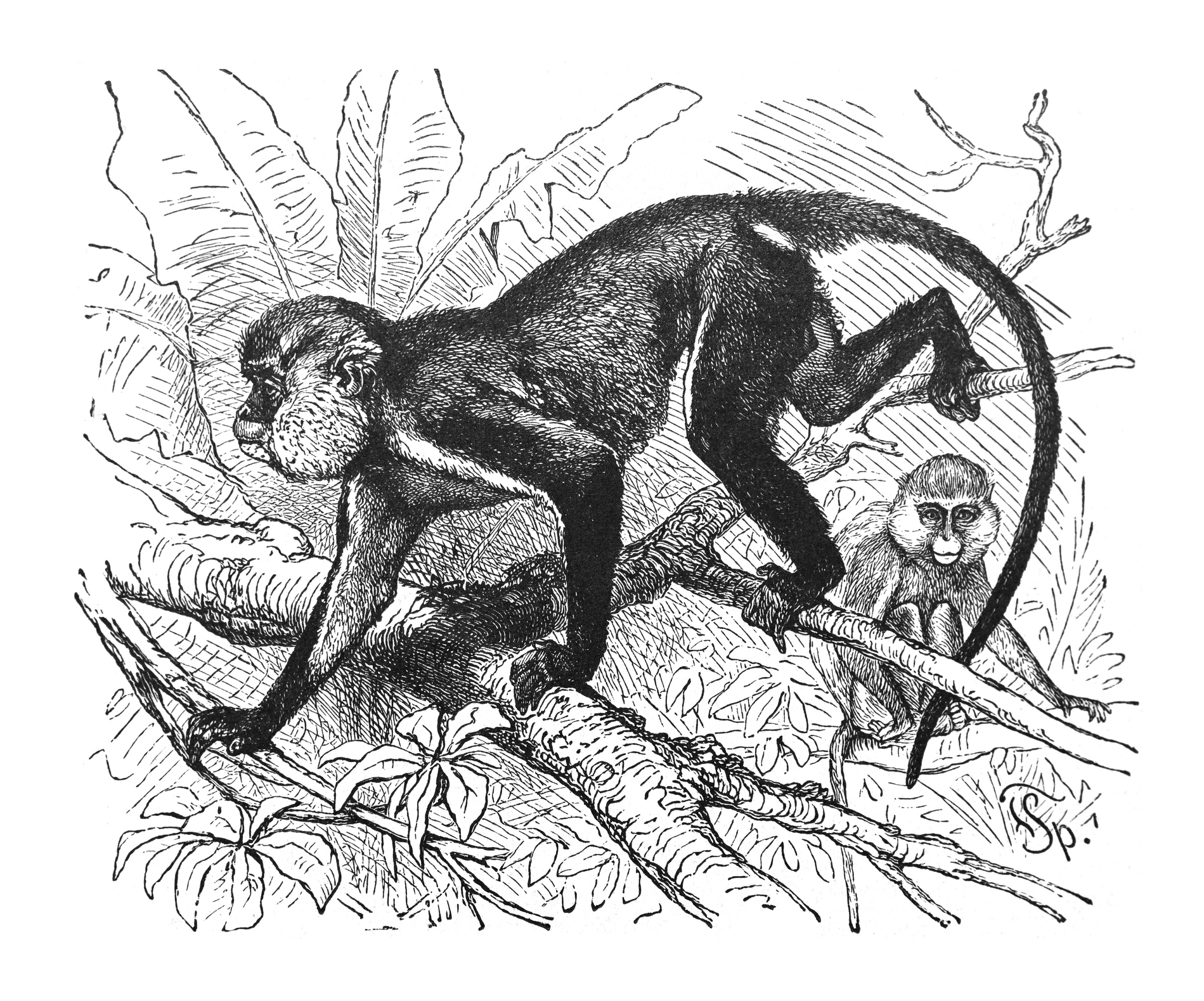 Mona monkey (Cercopithecus mona), vintage illustration.