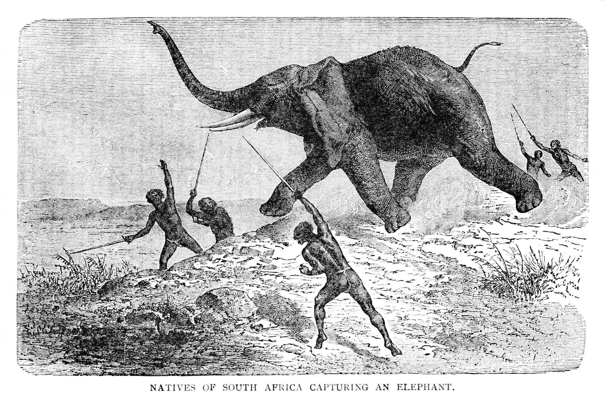 African men spearing an elephant. Illustration published 1887.