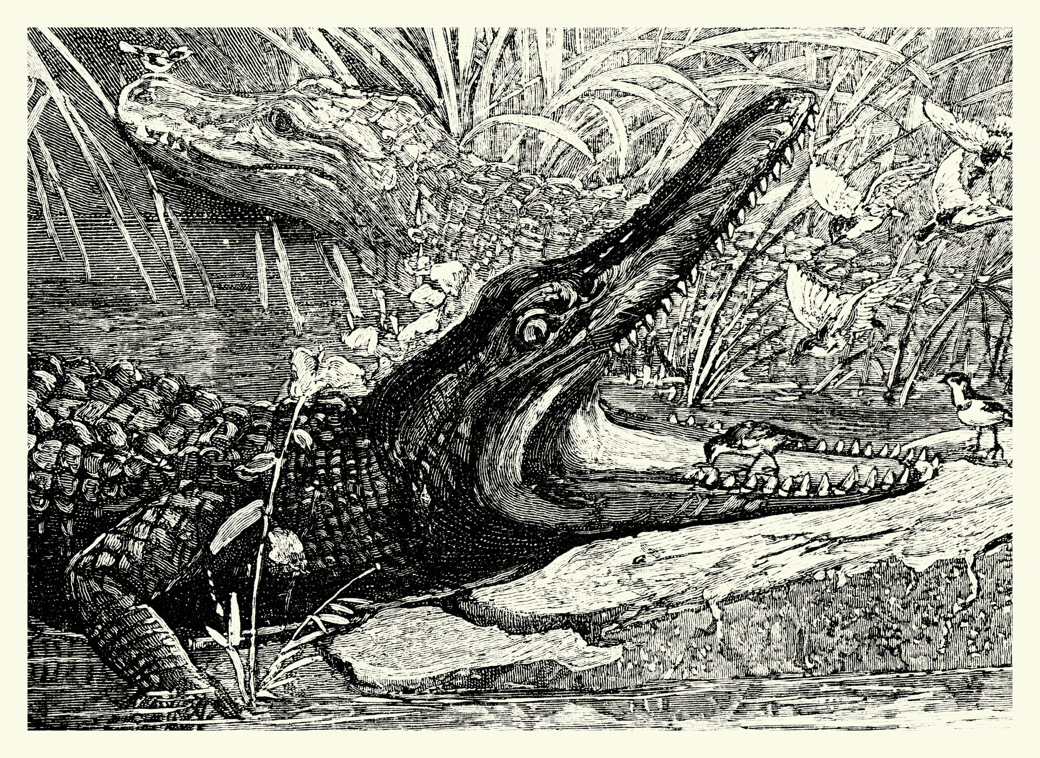 A detailed black and white illustration depicting a large crocodile with its mouth wide open