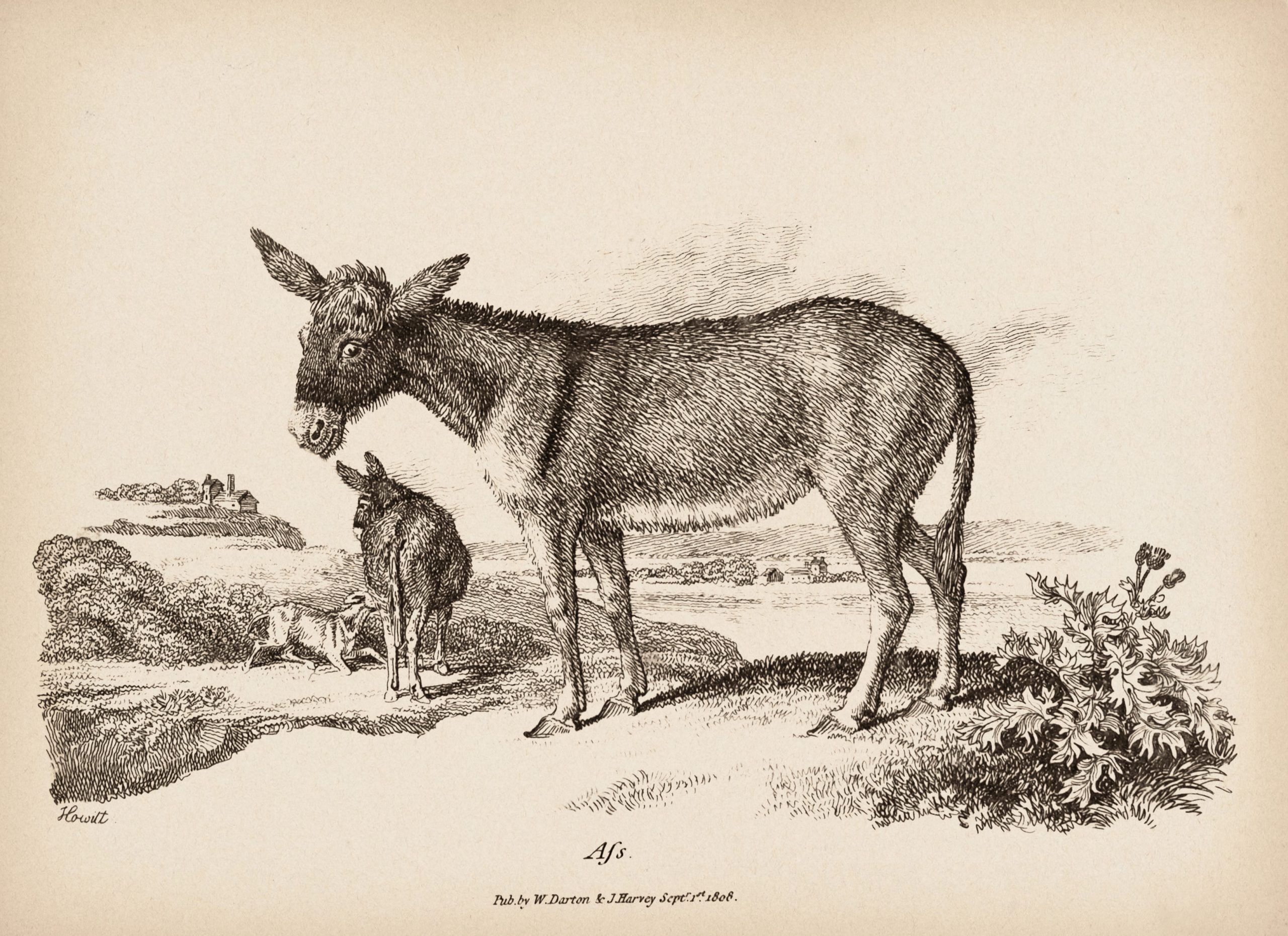 Antique donkey illustration, London 1809.