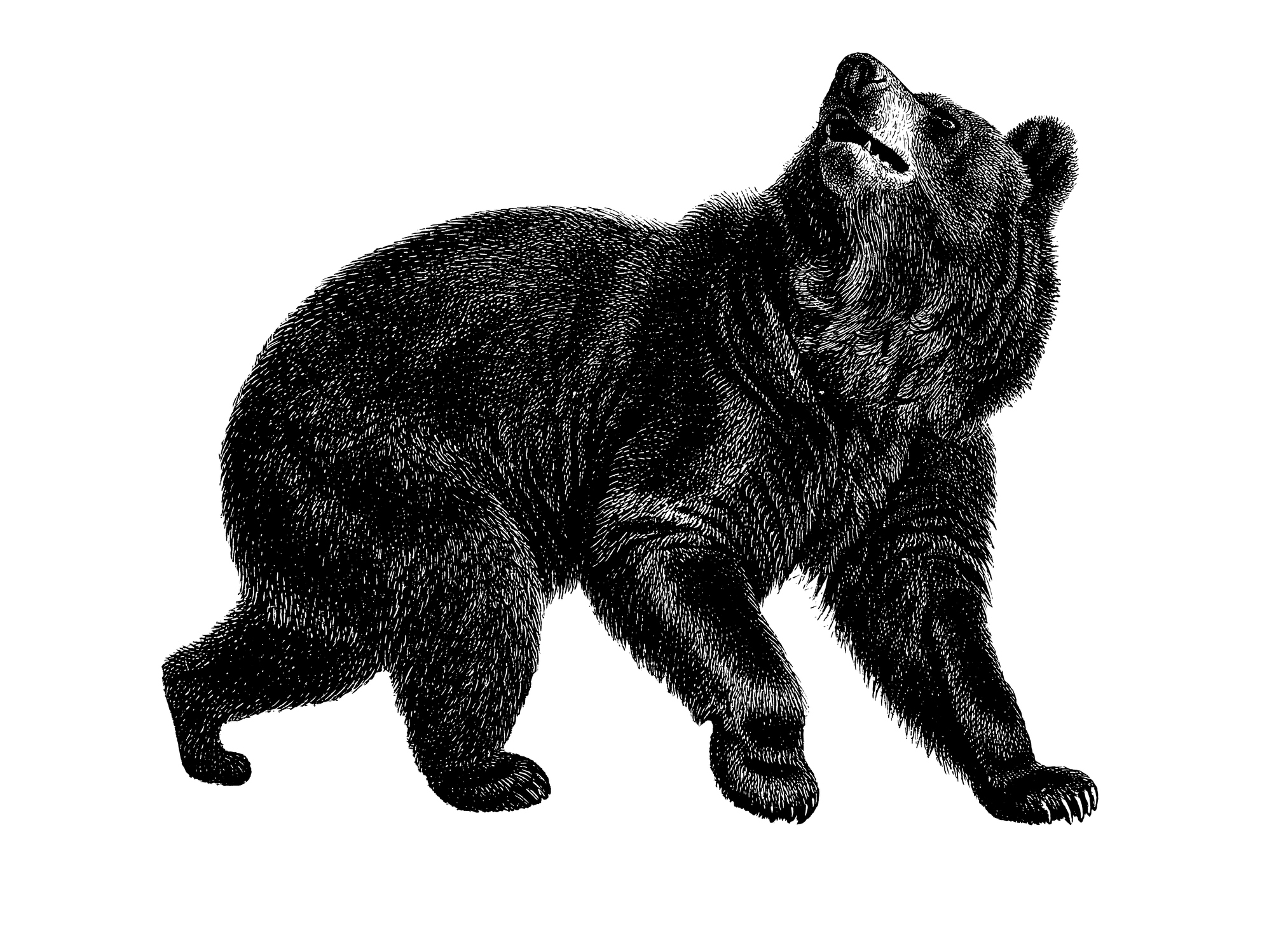 Antique illustration of an American black bear.