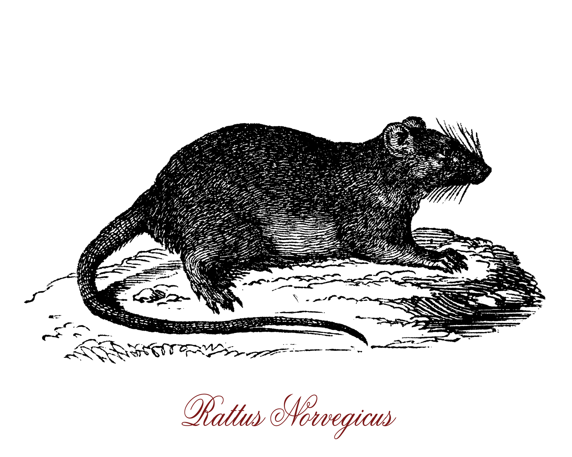 Common rat, vintage engraving.