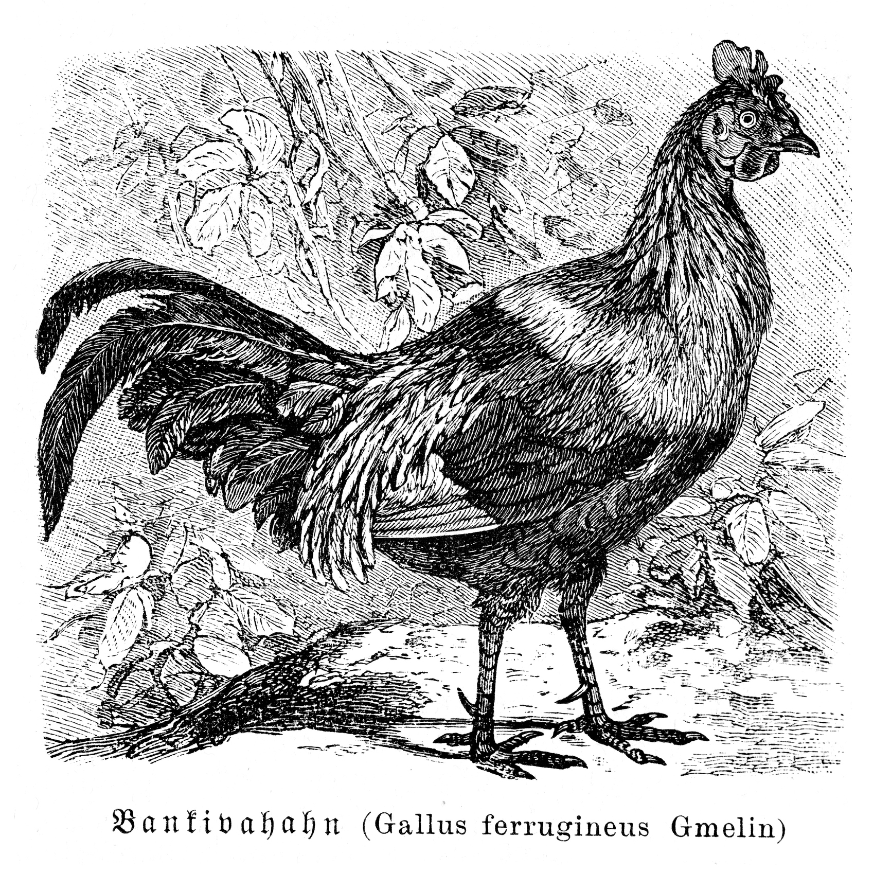 Red Junglefowl (Gallus ferrugineus), also known as Bankiva Fowl. Authentic 19th-century engraving. This species is the wild ancestor of the domestic chicken