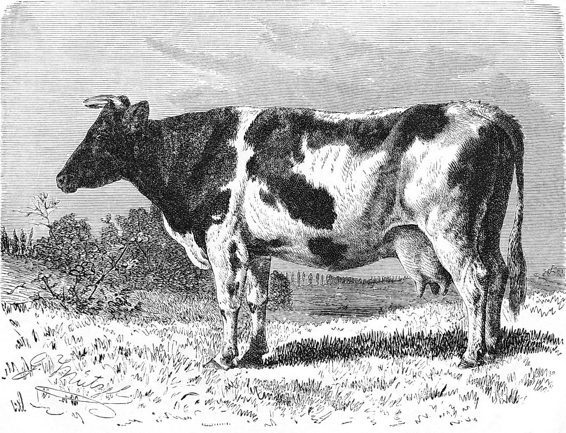 The Dutch cow, Bos taurus hollandicus, vintage illustration, 1899