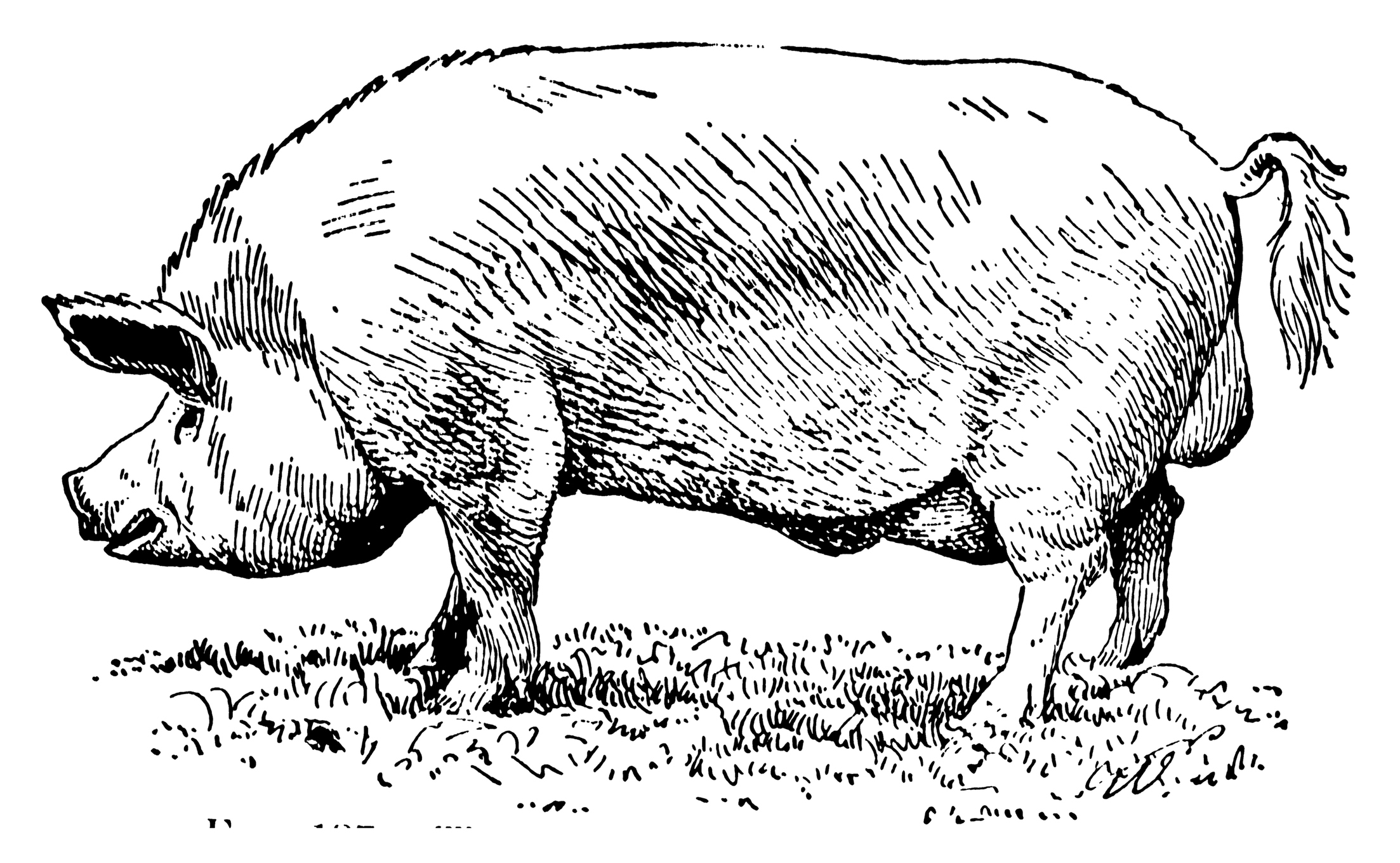 Antique illustration of a Yorkshire pig