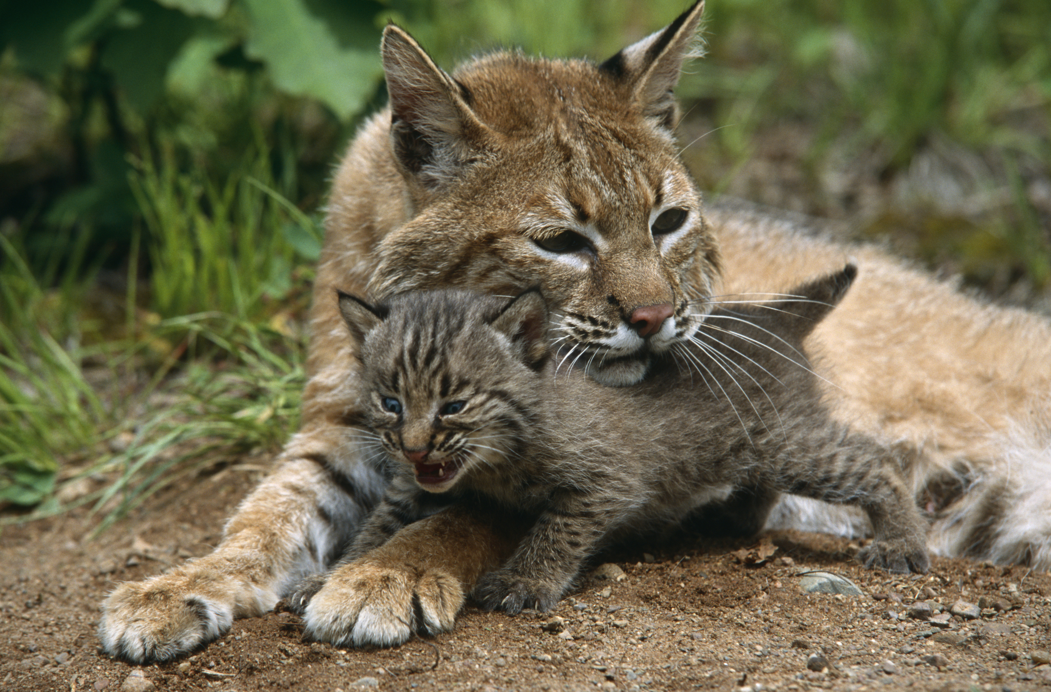 Mother bobcat with kitten