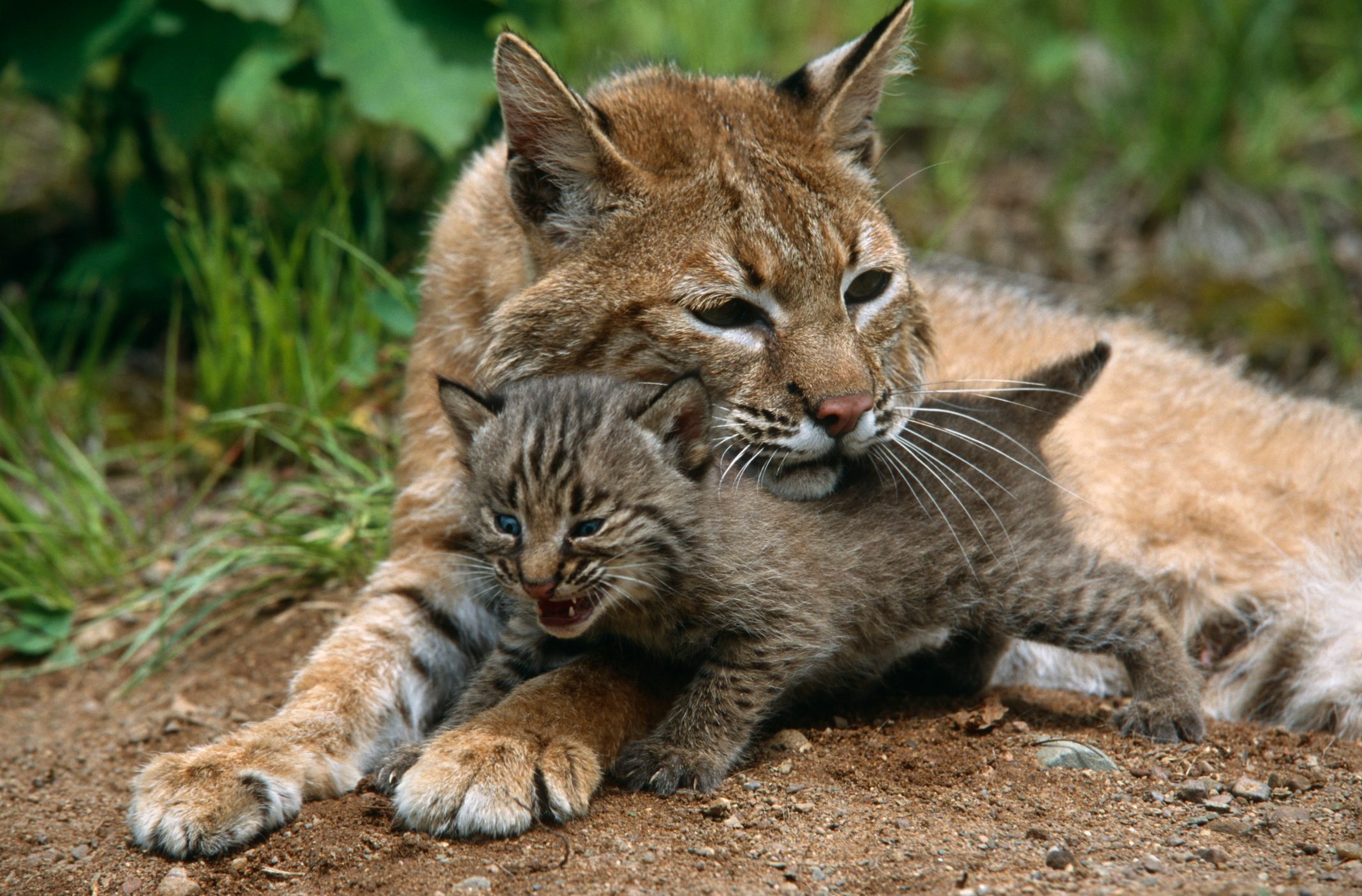 Mother bobcat with kitten