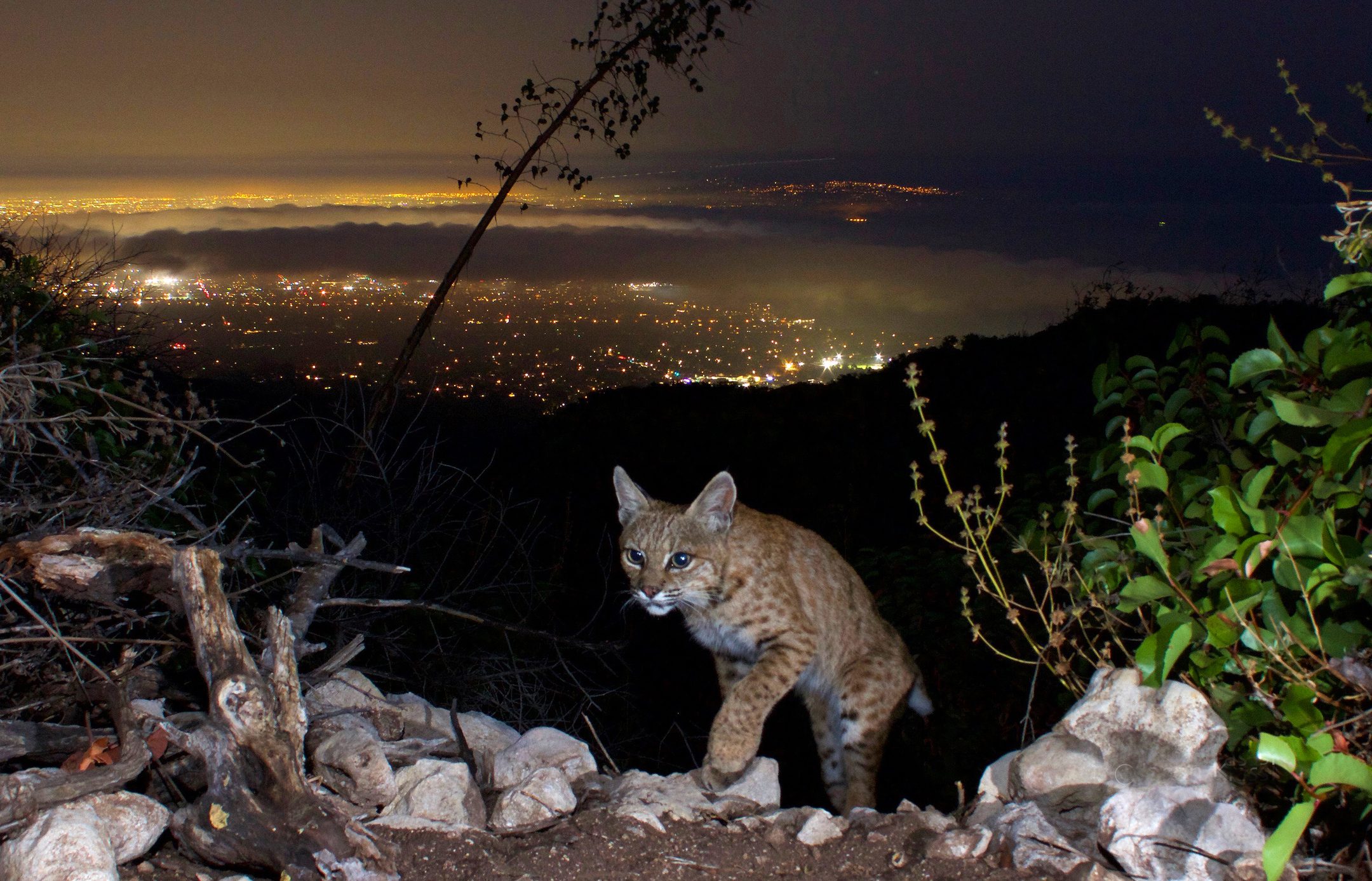Bobcat pictured with Los Angeles in the background