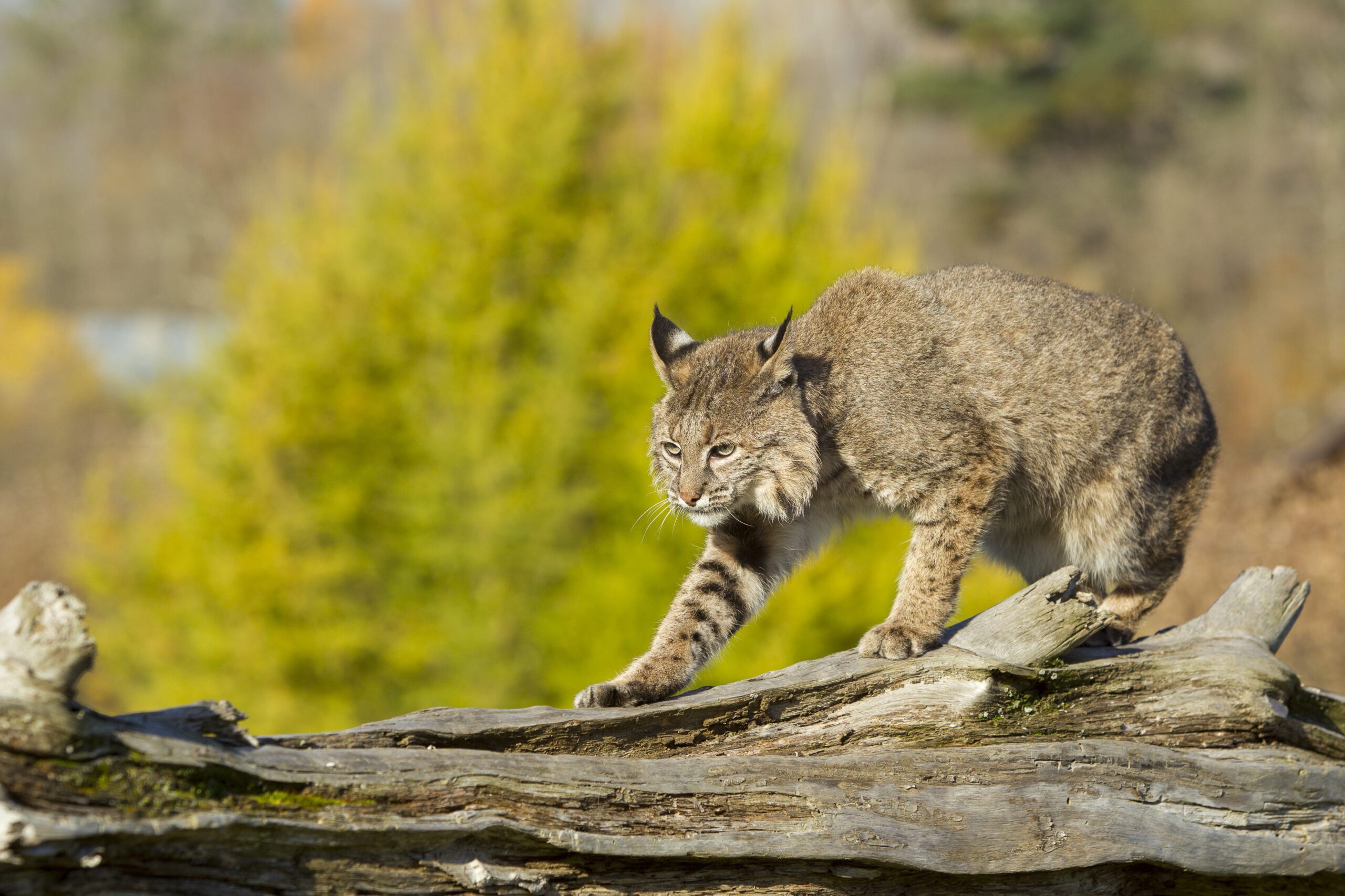 Bobcat on fallen tree
