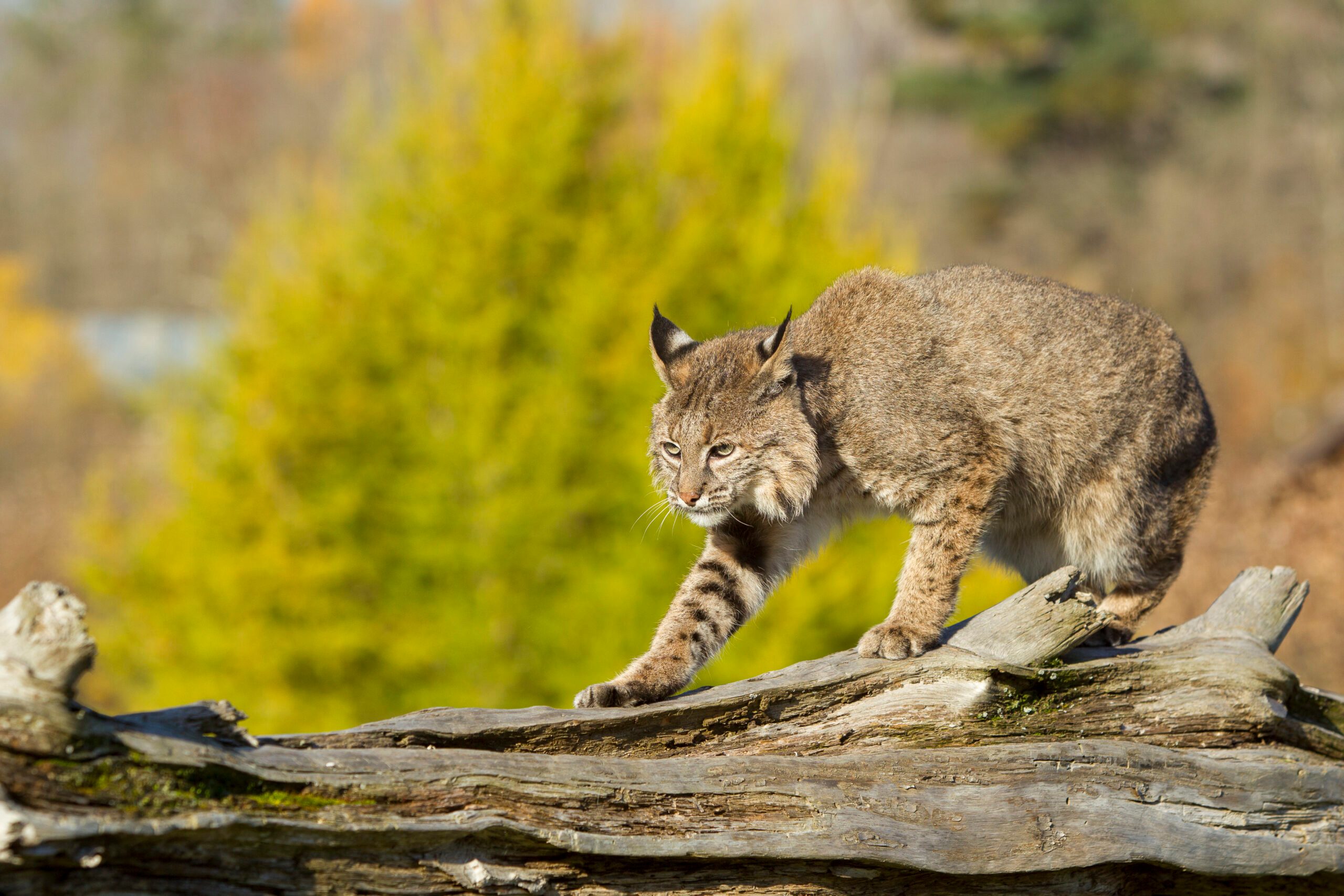 Bobcat on fallen tree