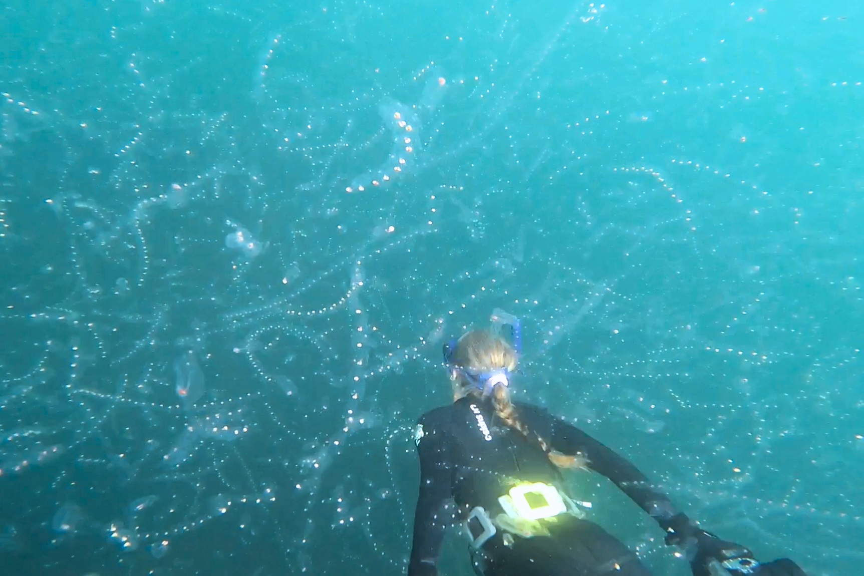 Salp bloom in Cornwall