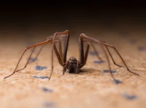 GettyImages-487274238_623-9341f67 The house spider reduces the number of flies and other insects from houses. © Paul_Cooper/iStock