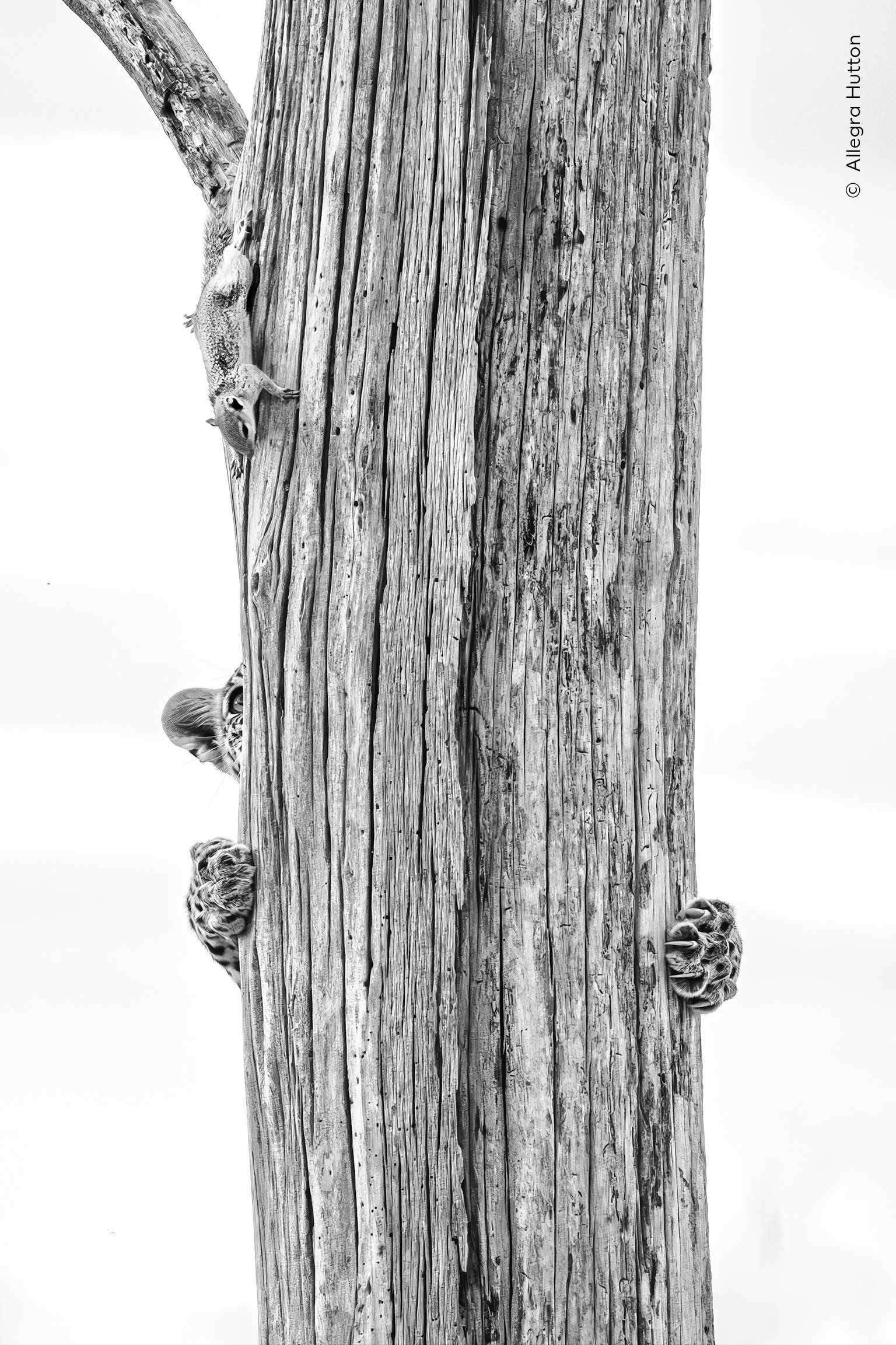 Up a Tree without a Squirrel by Allegra Hutton