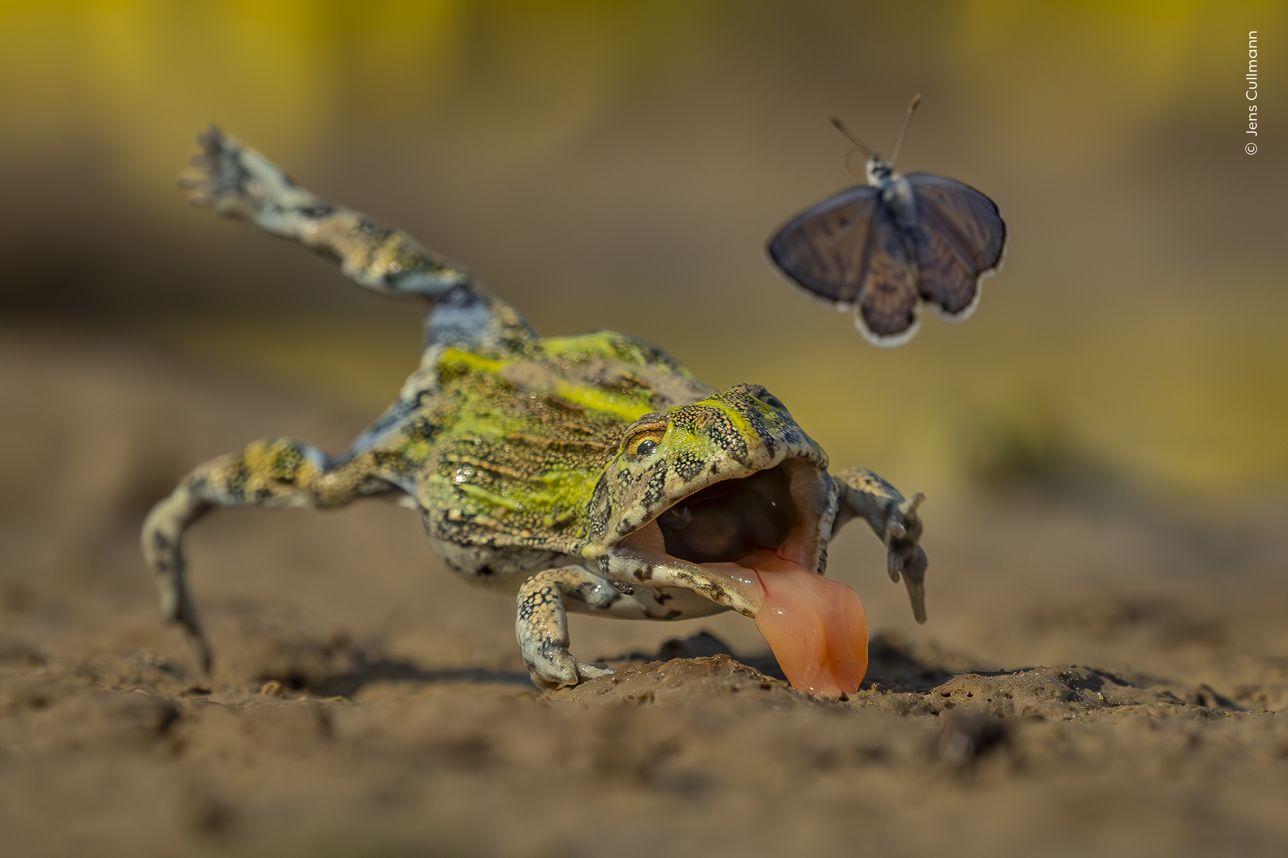Split-Second Escape by Jens Cullmann
