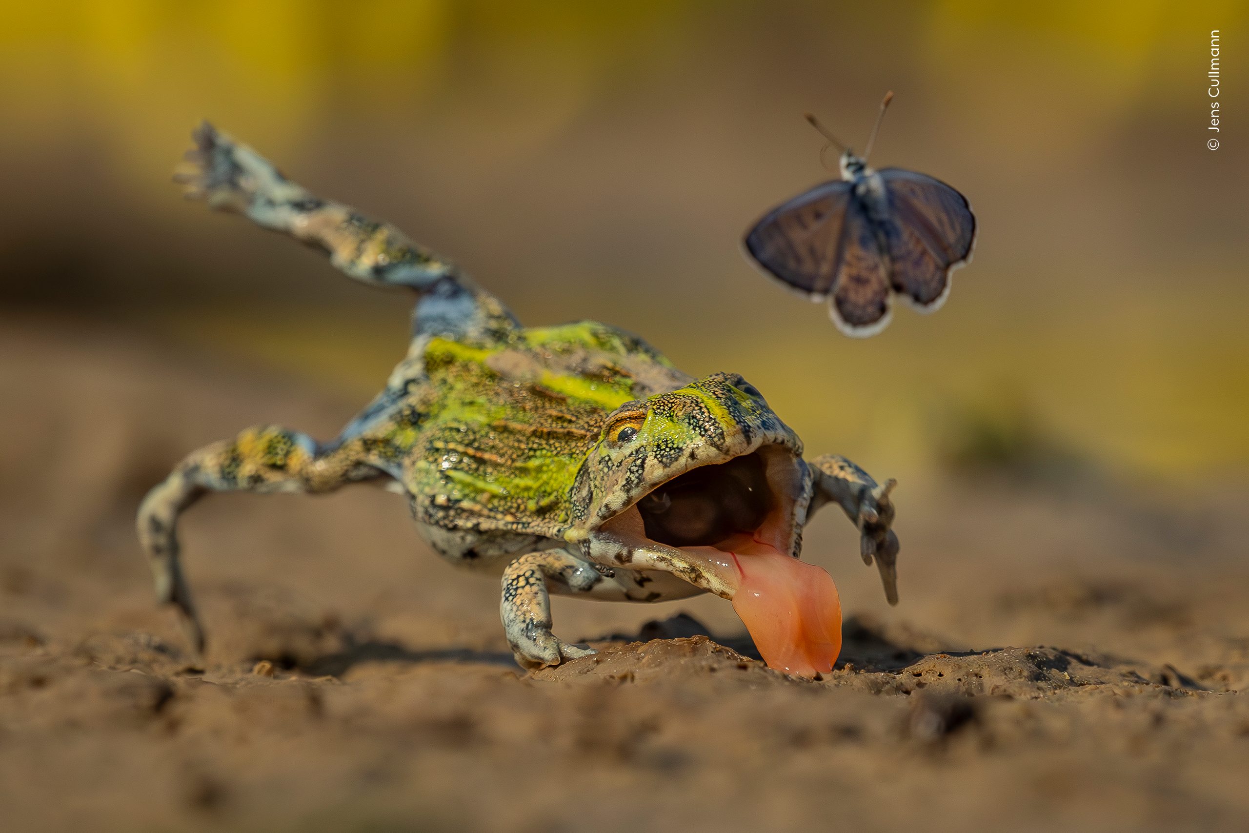 Split-Second Escape by Jens Cullmann