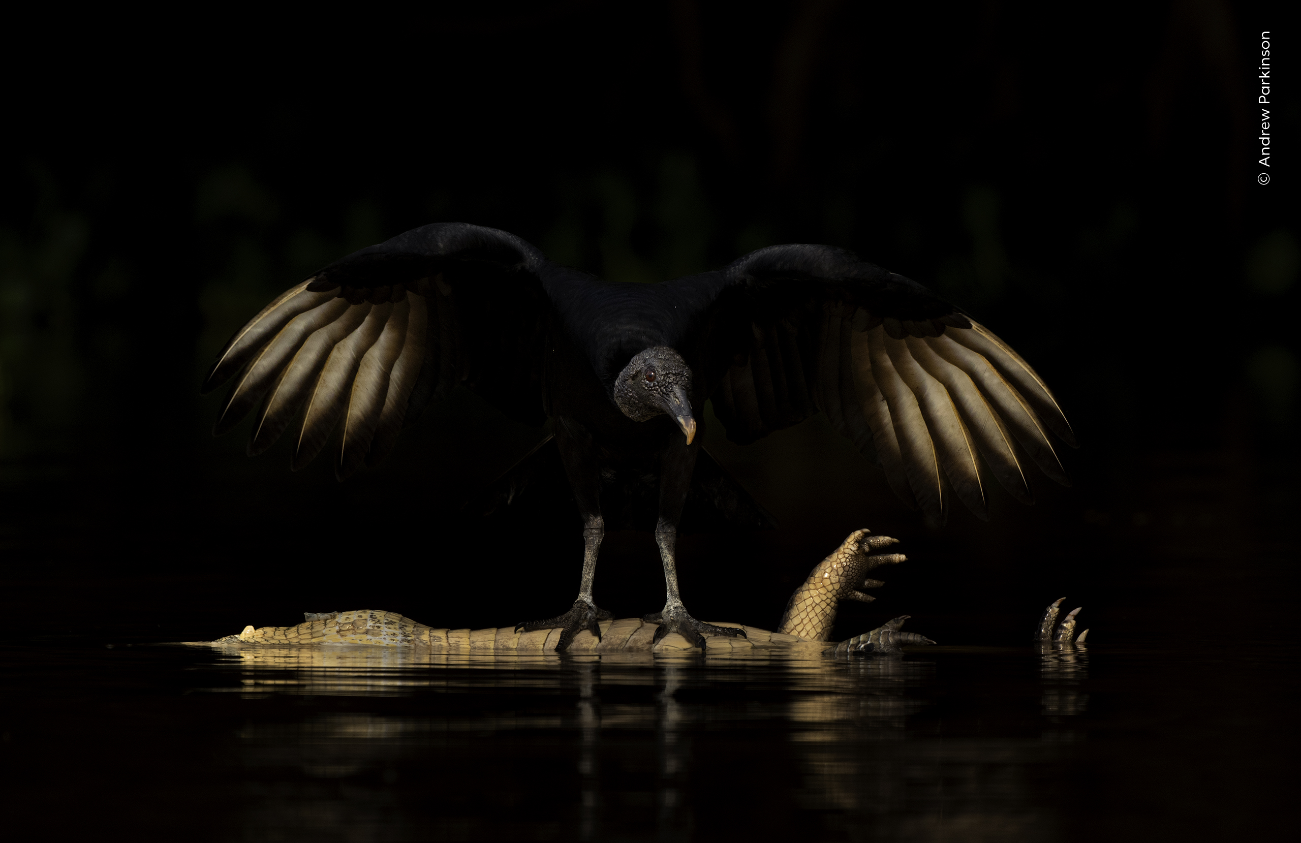 Wings of Darkness by Andrew Parkinson