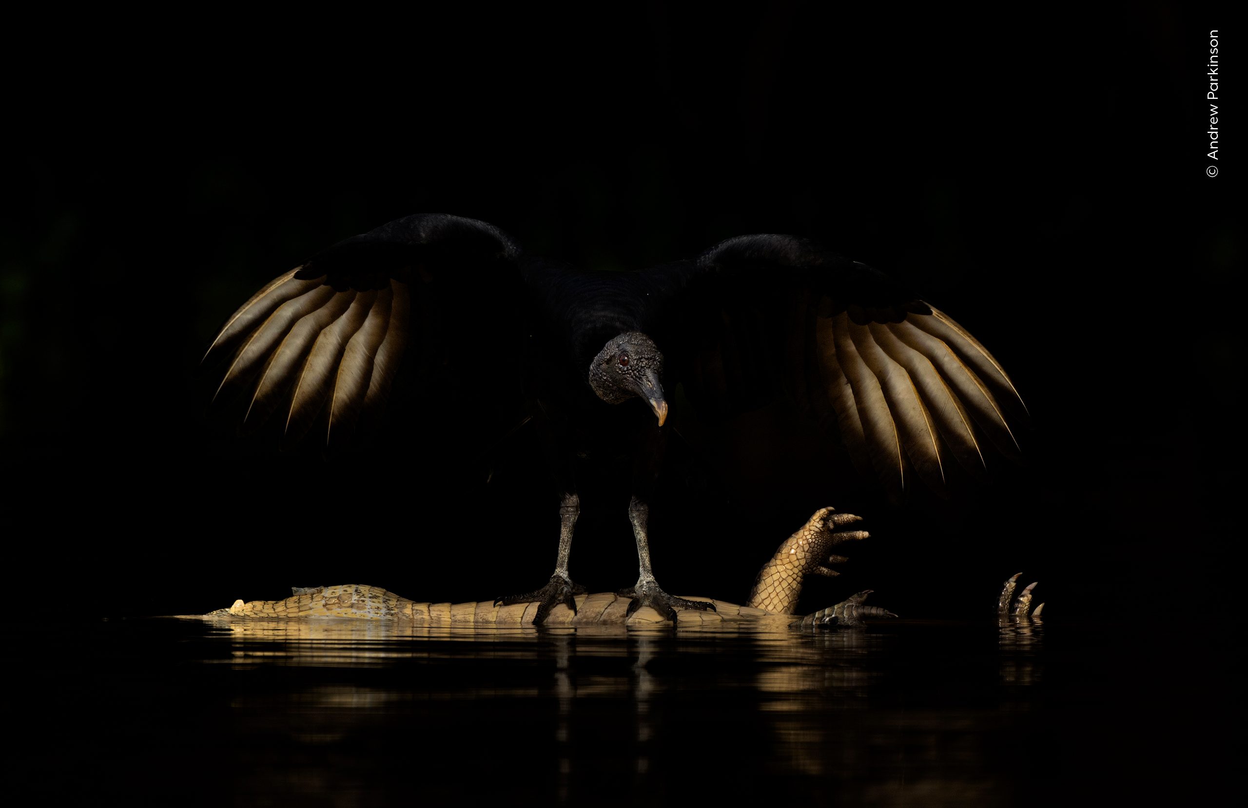 Wings of Darkness by Andrew Parkinson