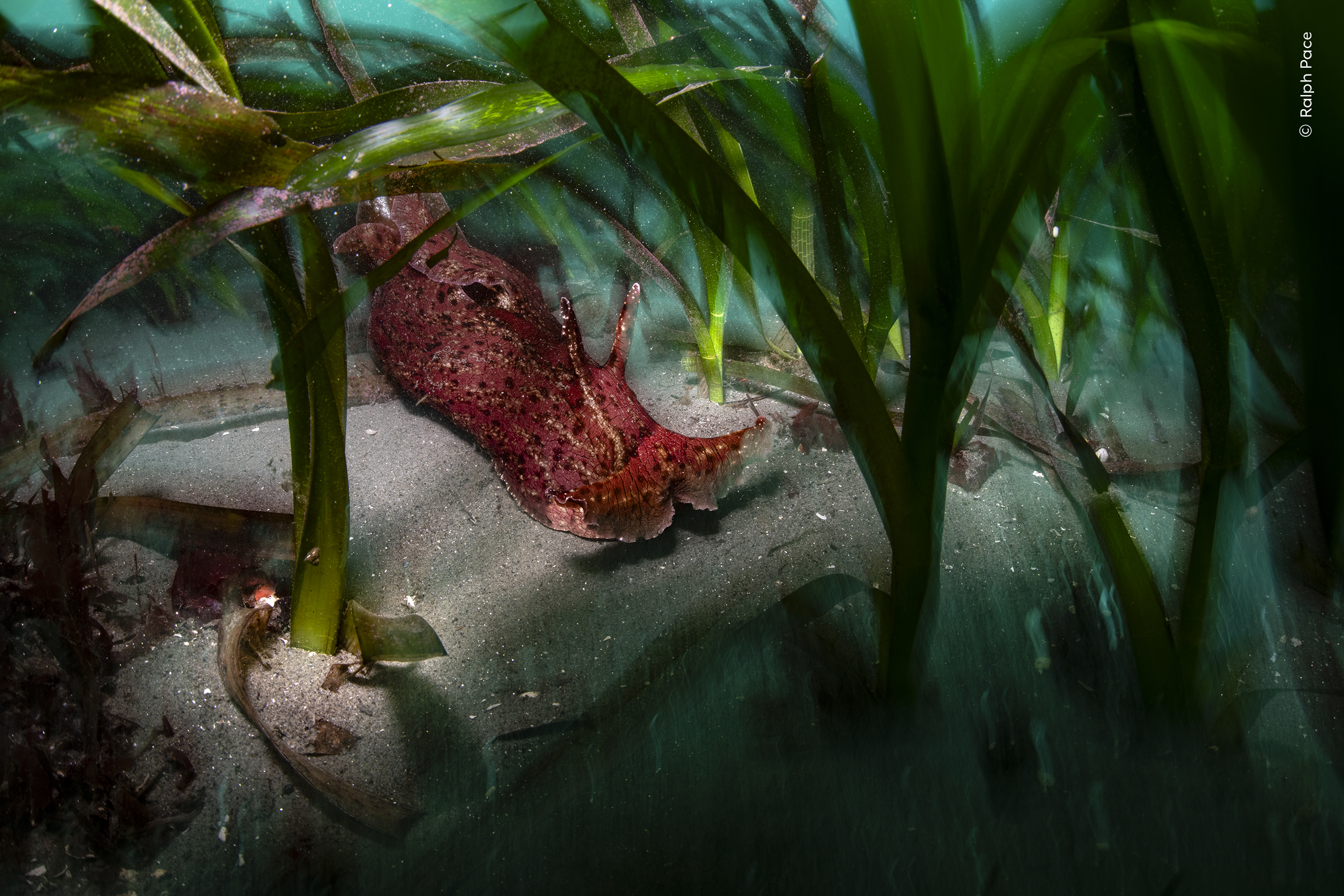 Ocean Protector by Ralph Pace