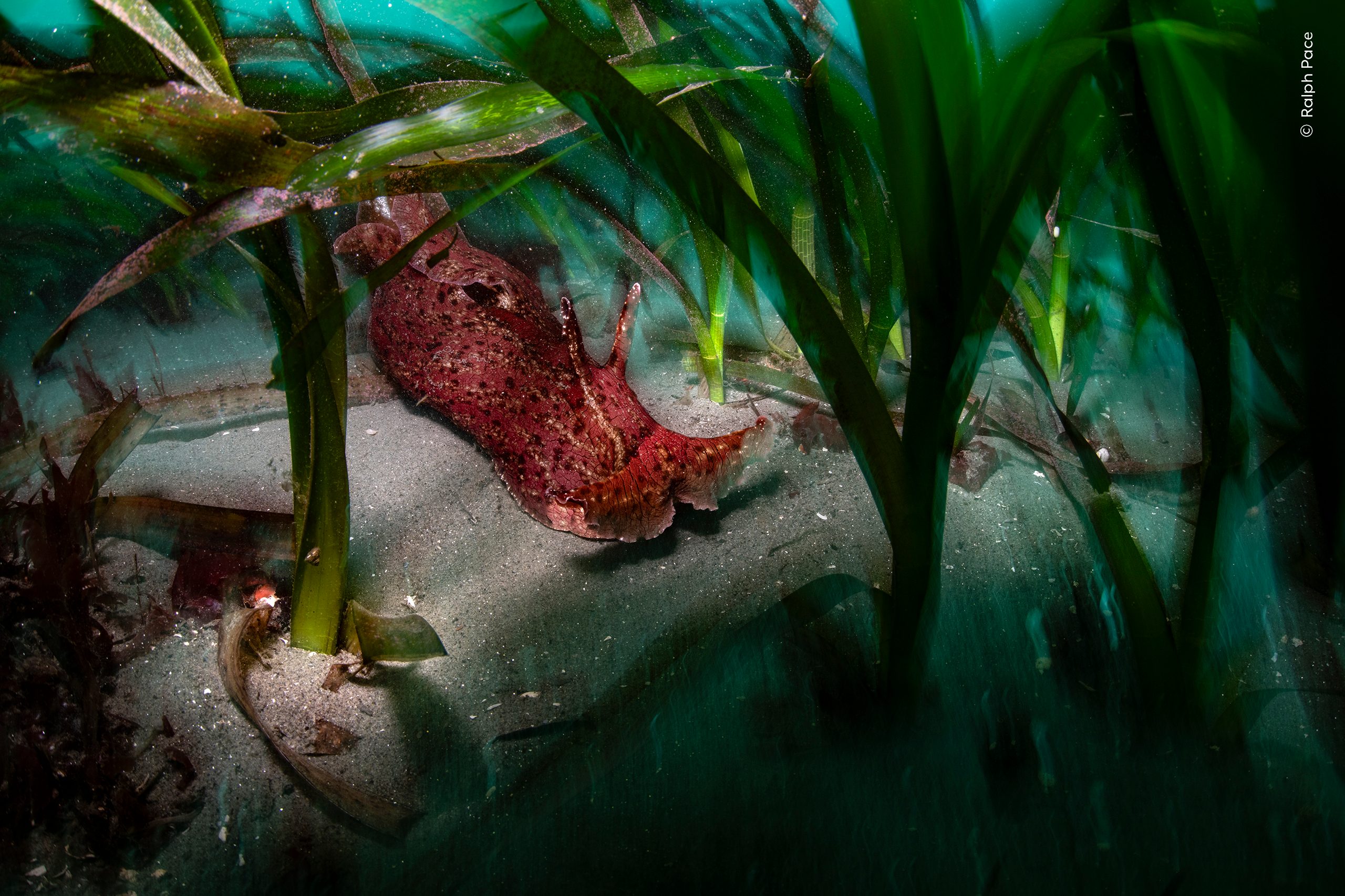 Ocean Protector by Ralph Pace