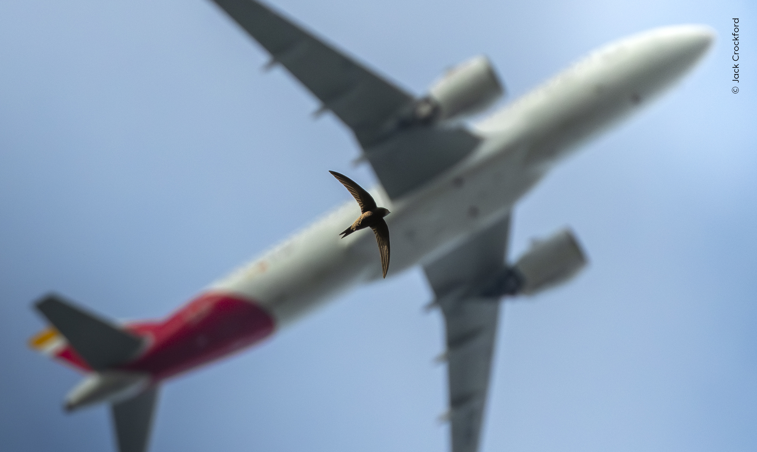 The Art of Flying by Jack Crockford