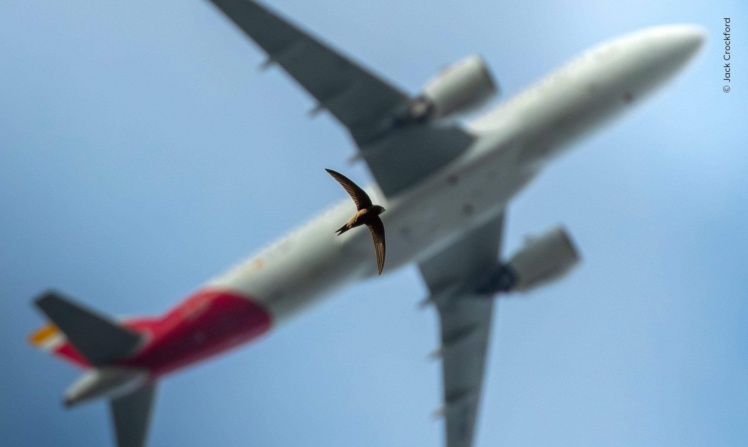 The Art of Flying by Jack Crockford