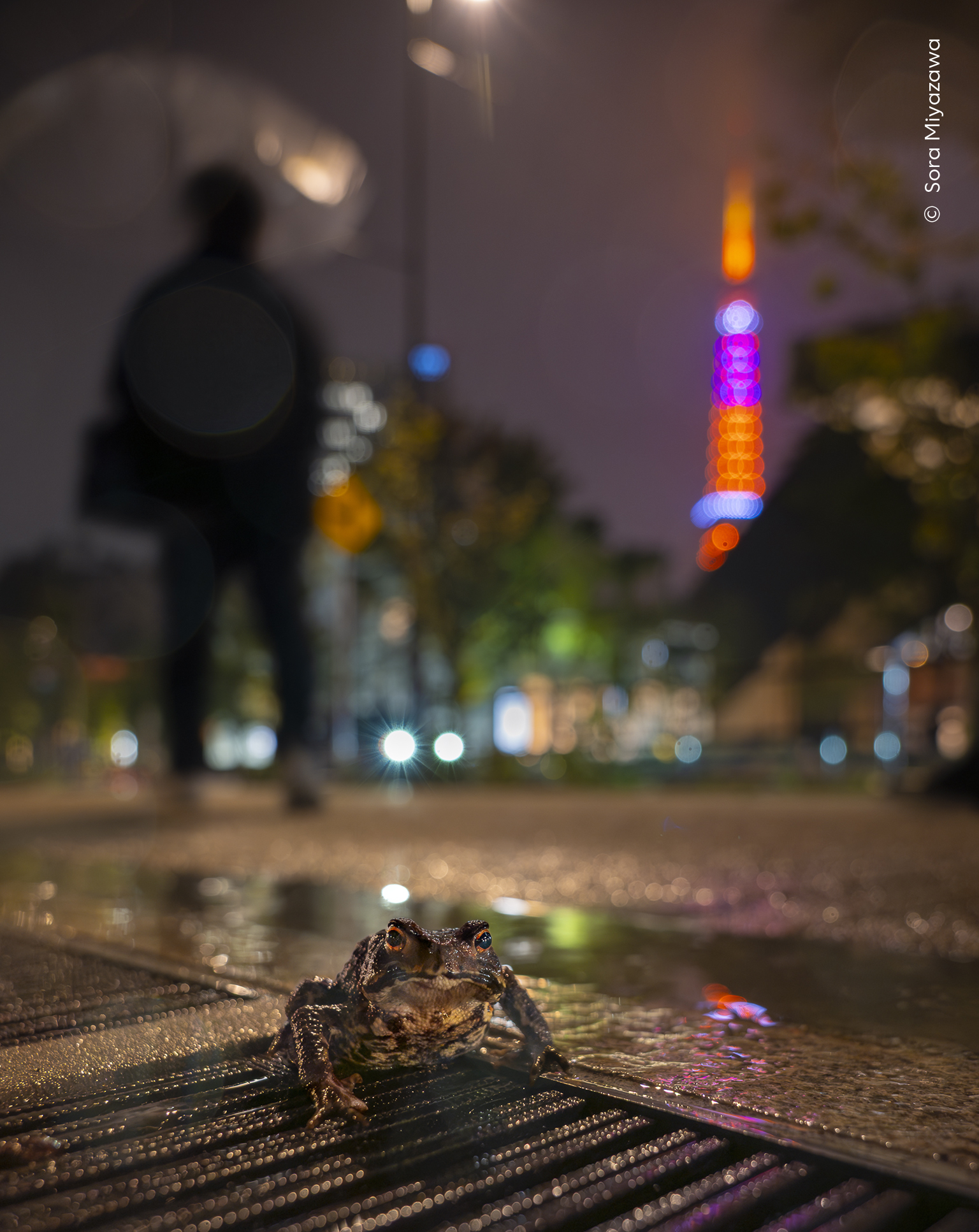 Urban Wanderer by Sora Miyazawa