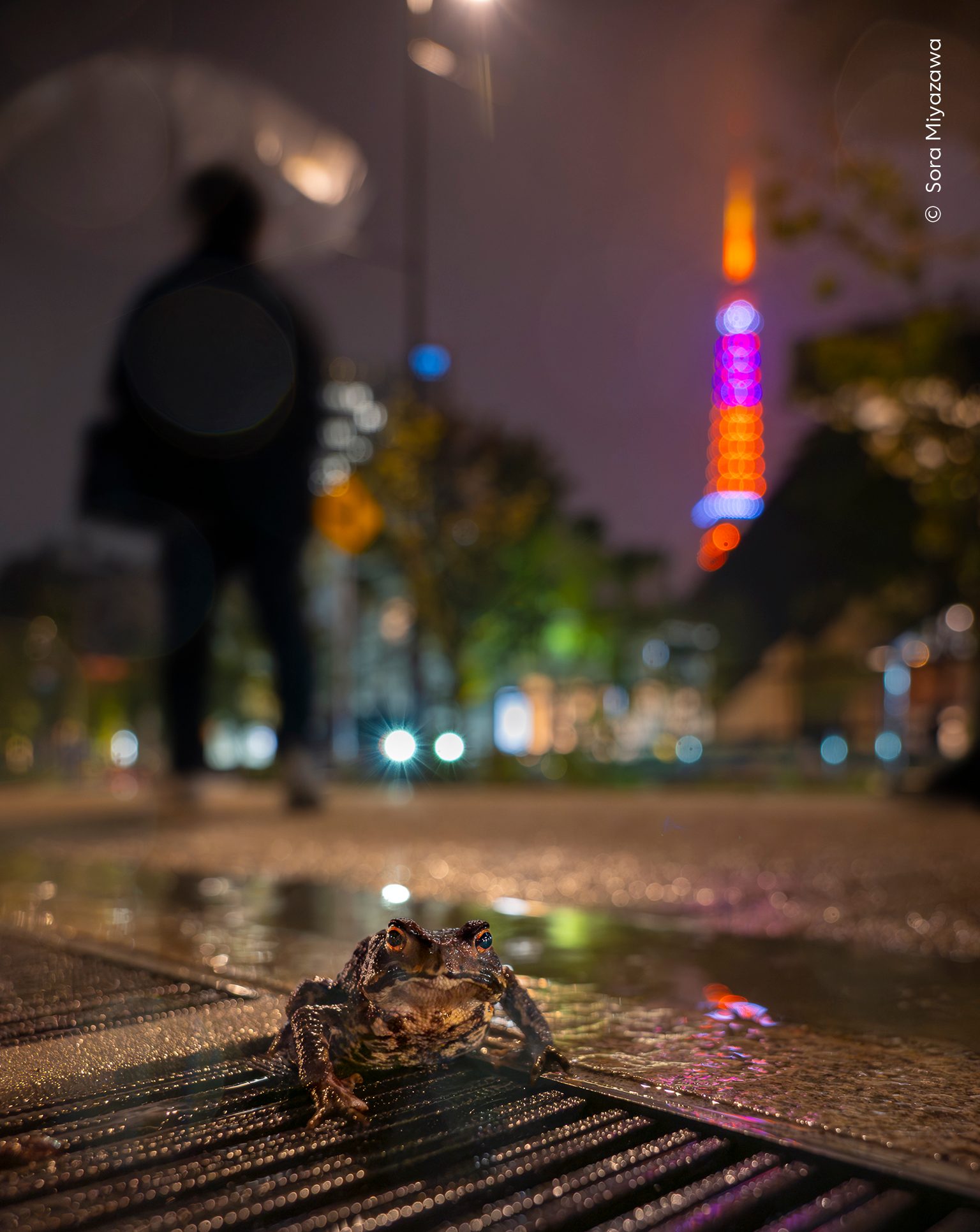 Urban Wanderer by Sora Miyazawa