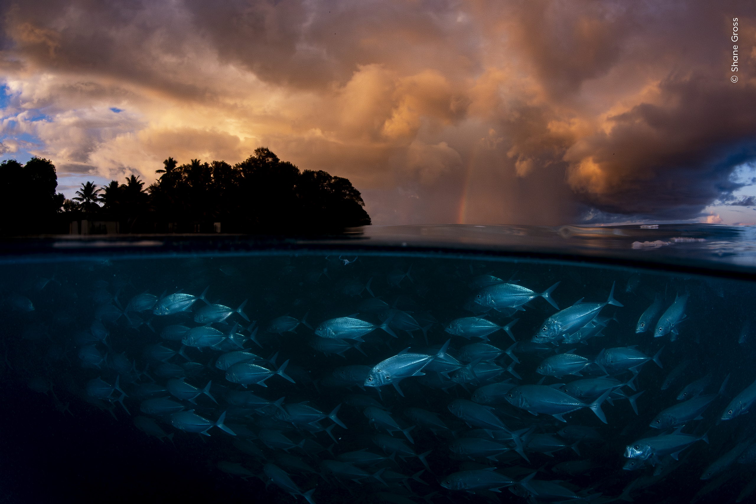 Calm Amid the Storm by Shane Gross
