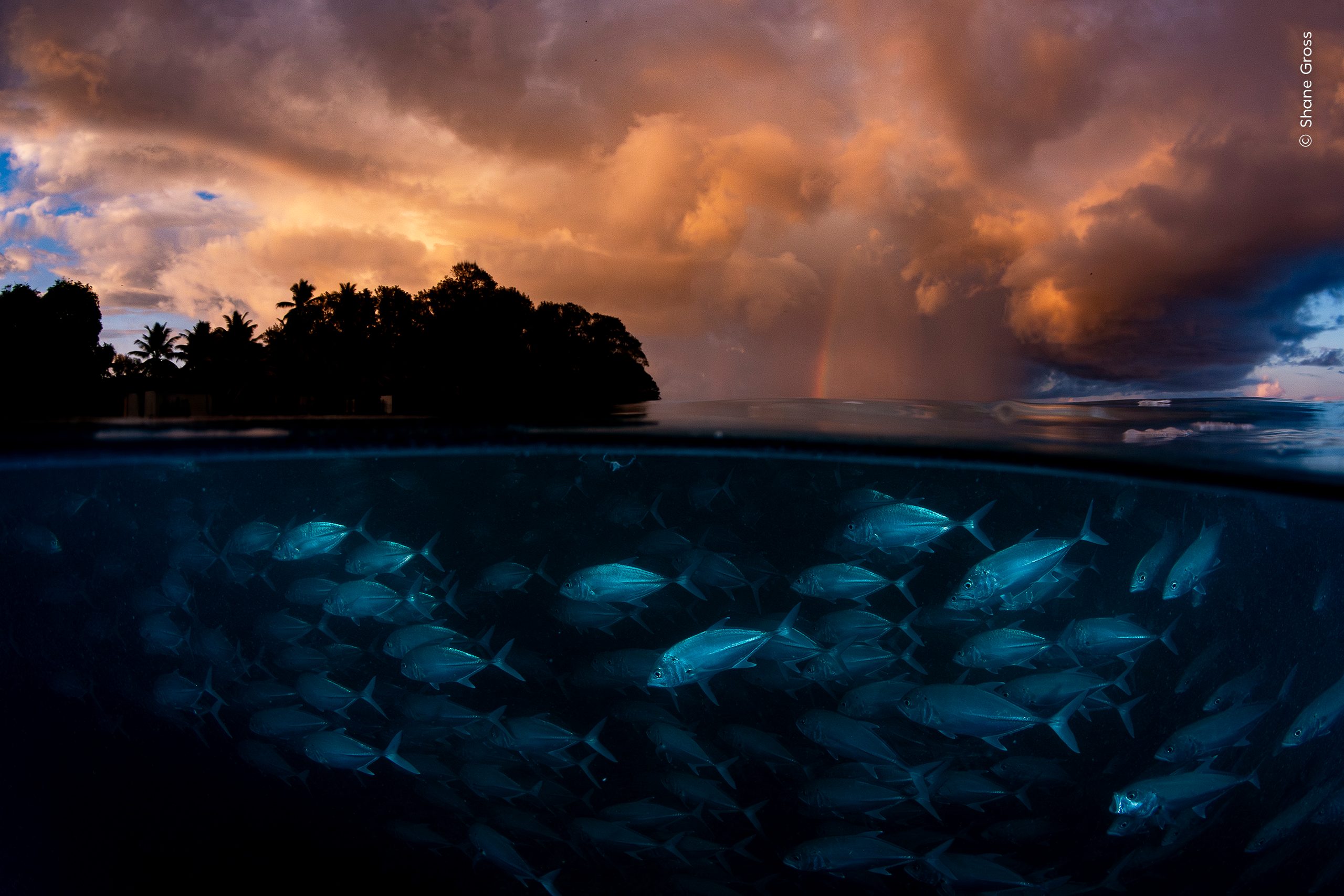 Calm Amid the Storm by Shane Gross
