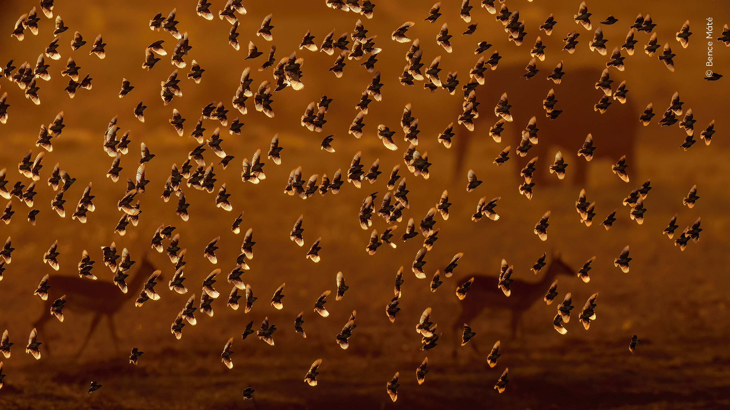 Flock of Gold by Bence Máté