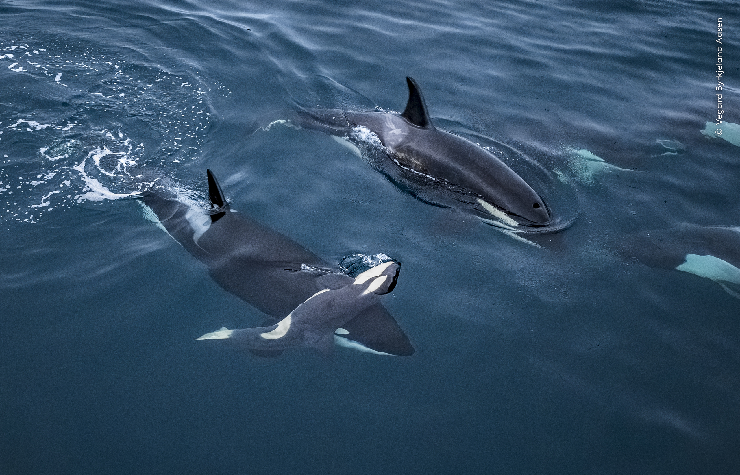 Lifted to the Surface by Vegard Byrkjeland Aasen