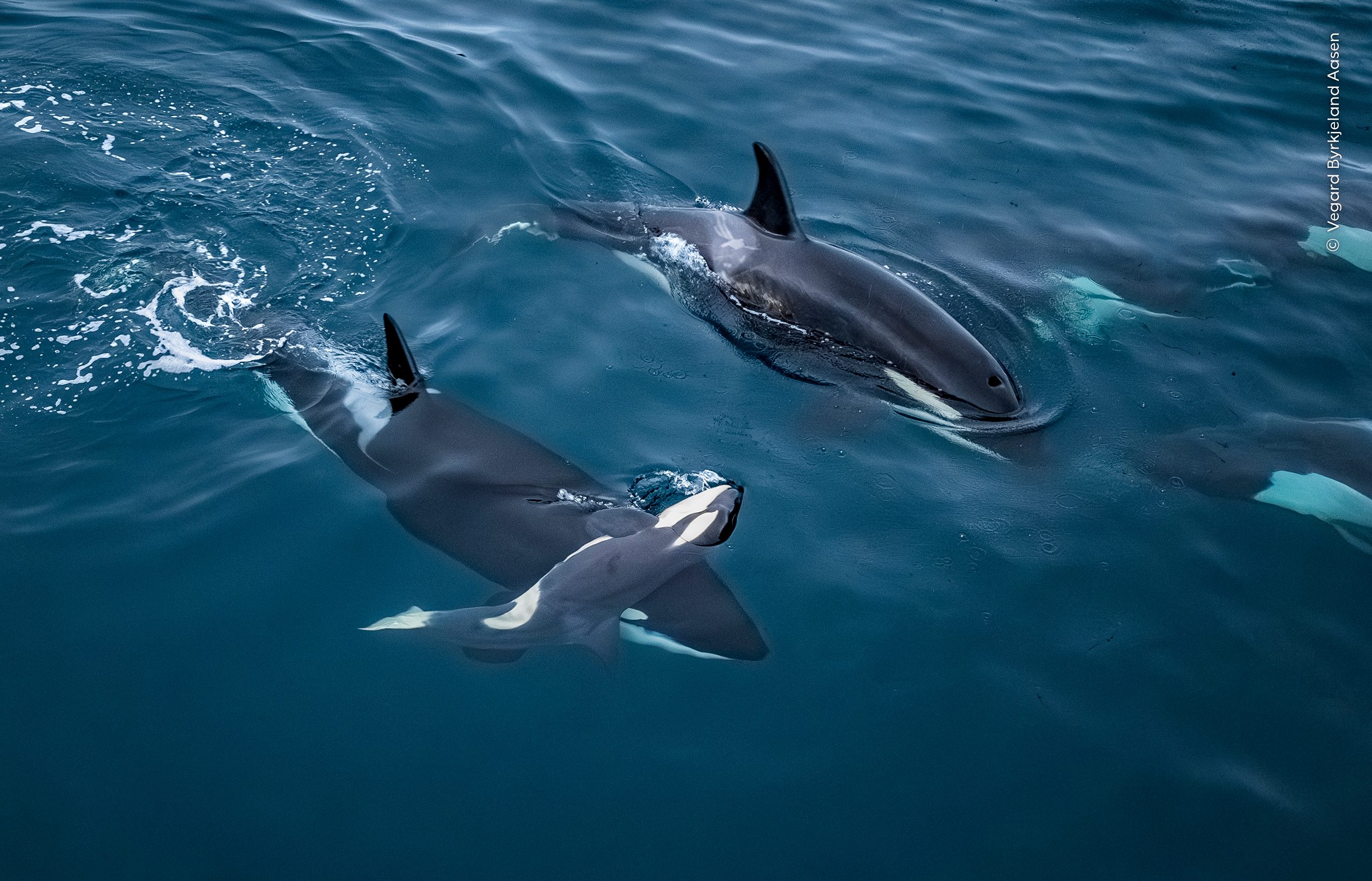 Lifted to the Surface by Vegard Byrkjeland Aasen
